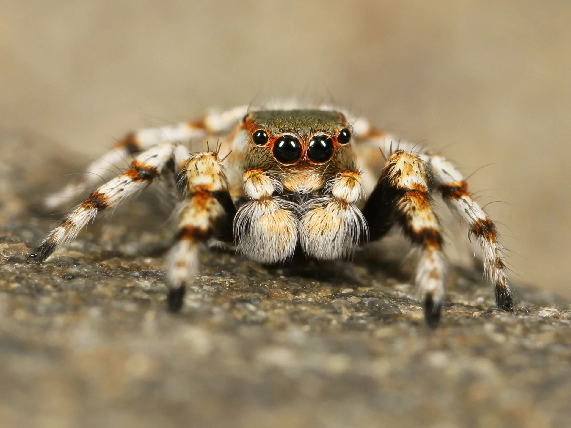 jumping-spider-111075_1920.jpg