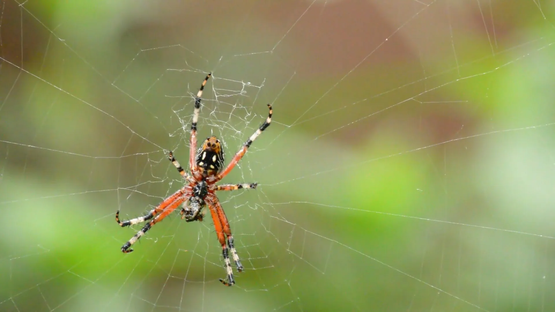 spider fangs.jpg