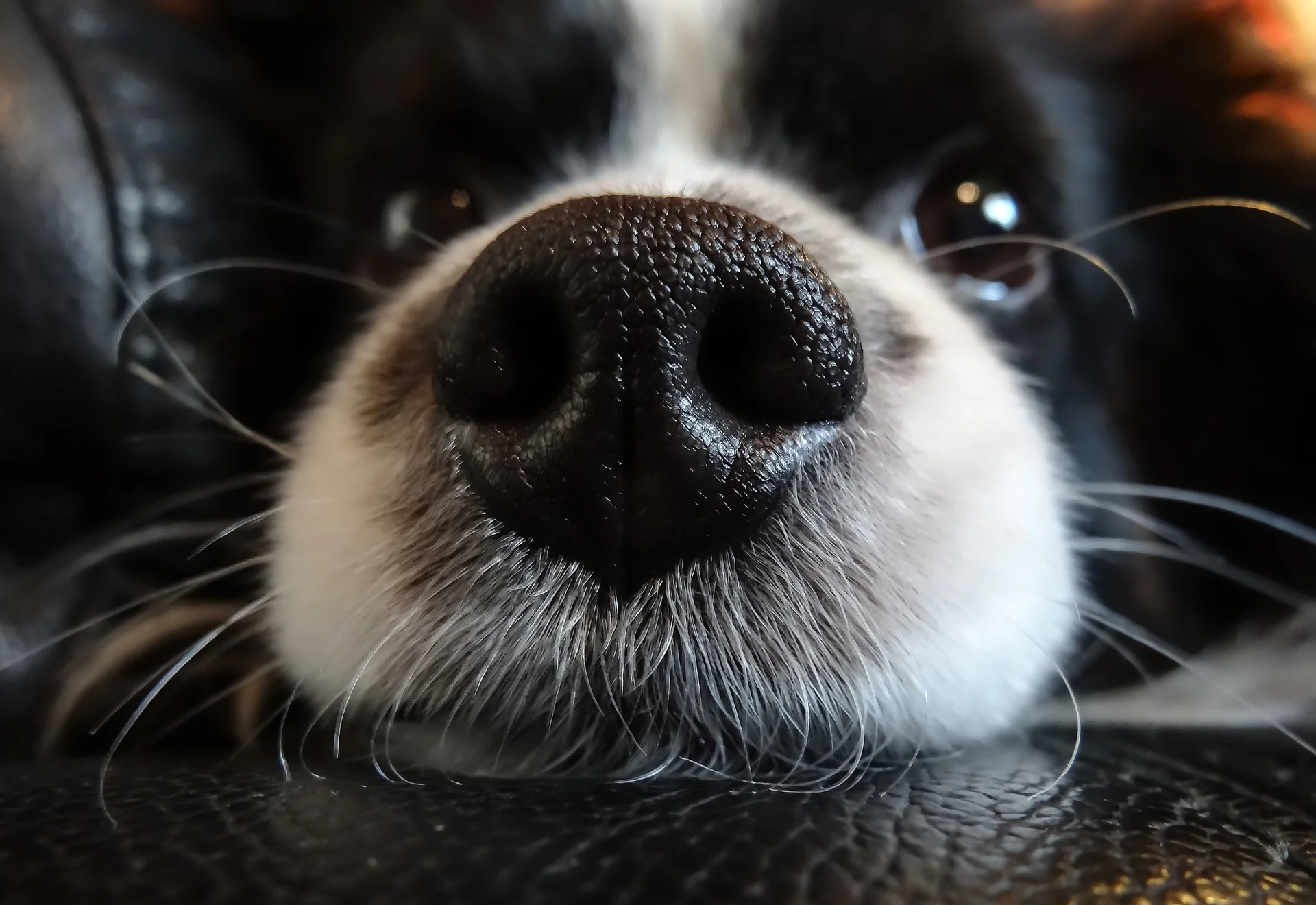 nose-697697_1920.jpg