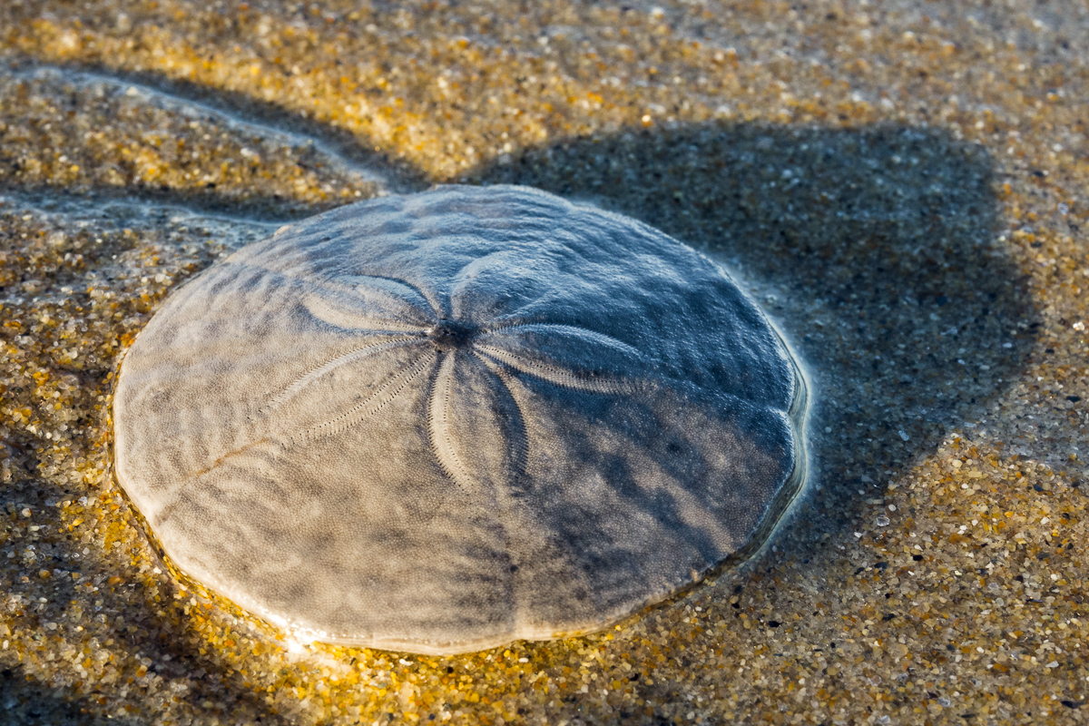 Sand Dollar