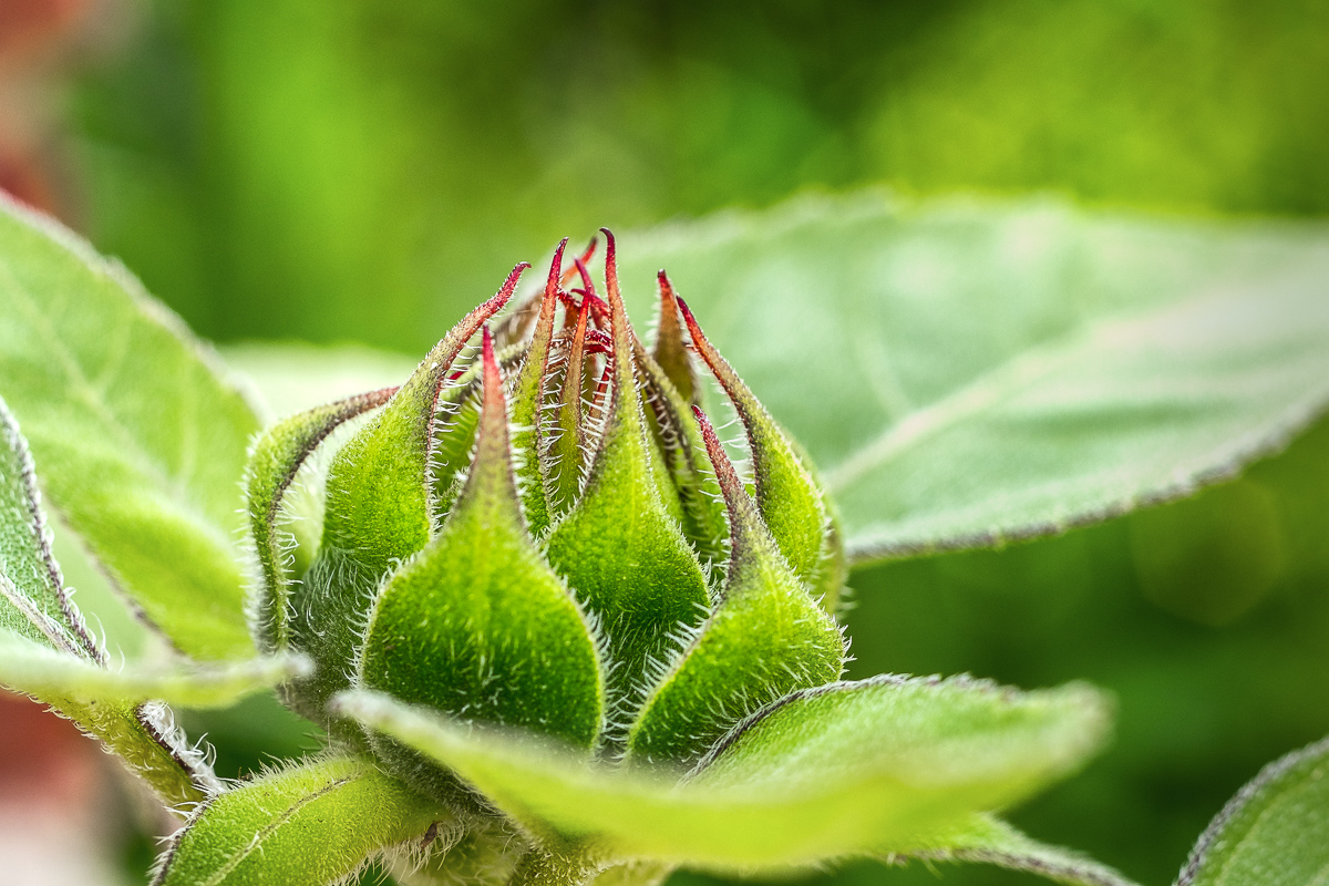 Young Sunflower