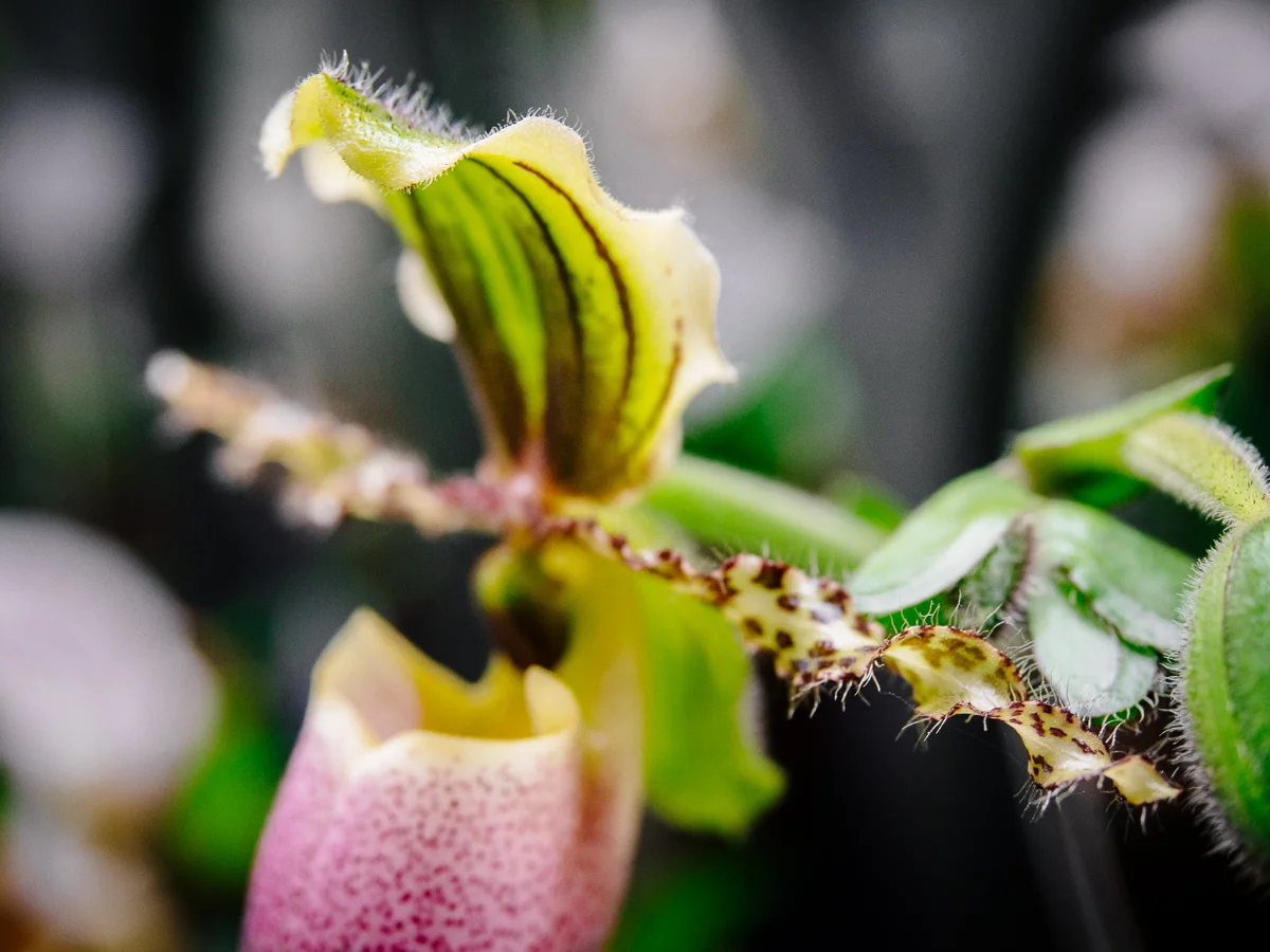 Funky Flower