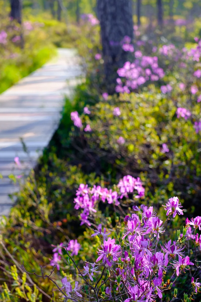 Heath in Bloom