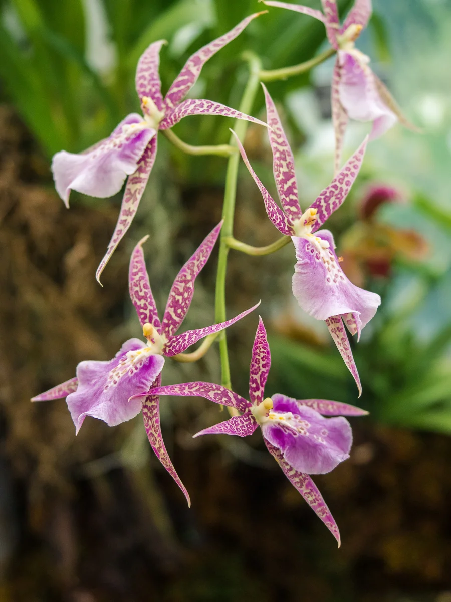 Falling Orchids