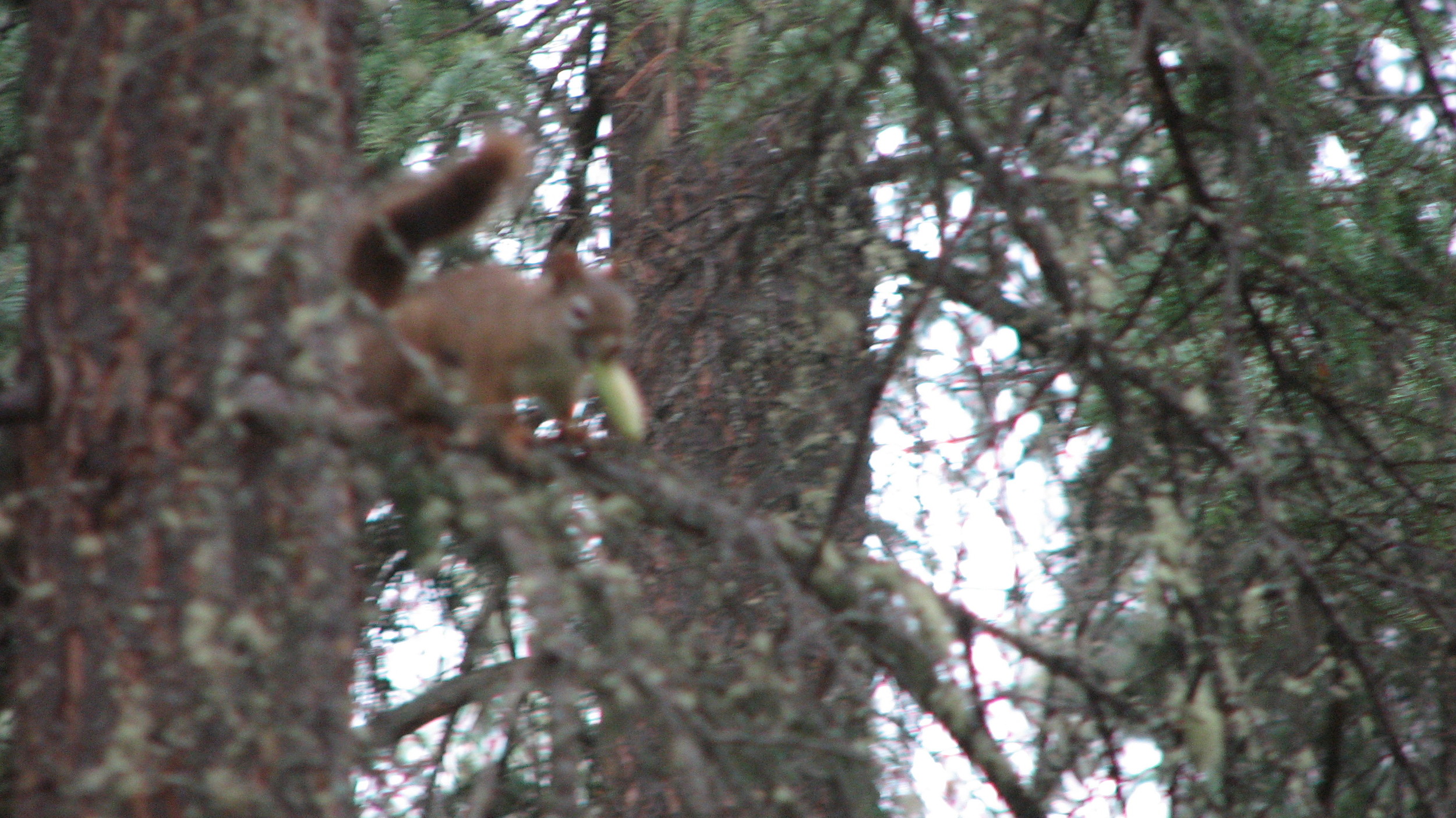 Autofocus: 0, Squirrel: 1