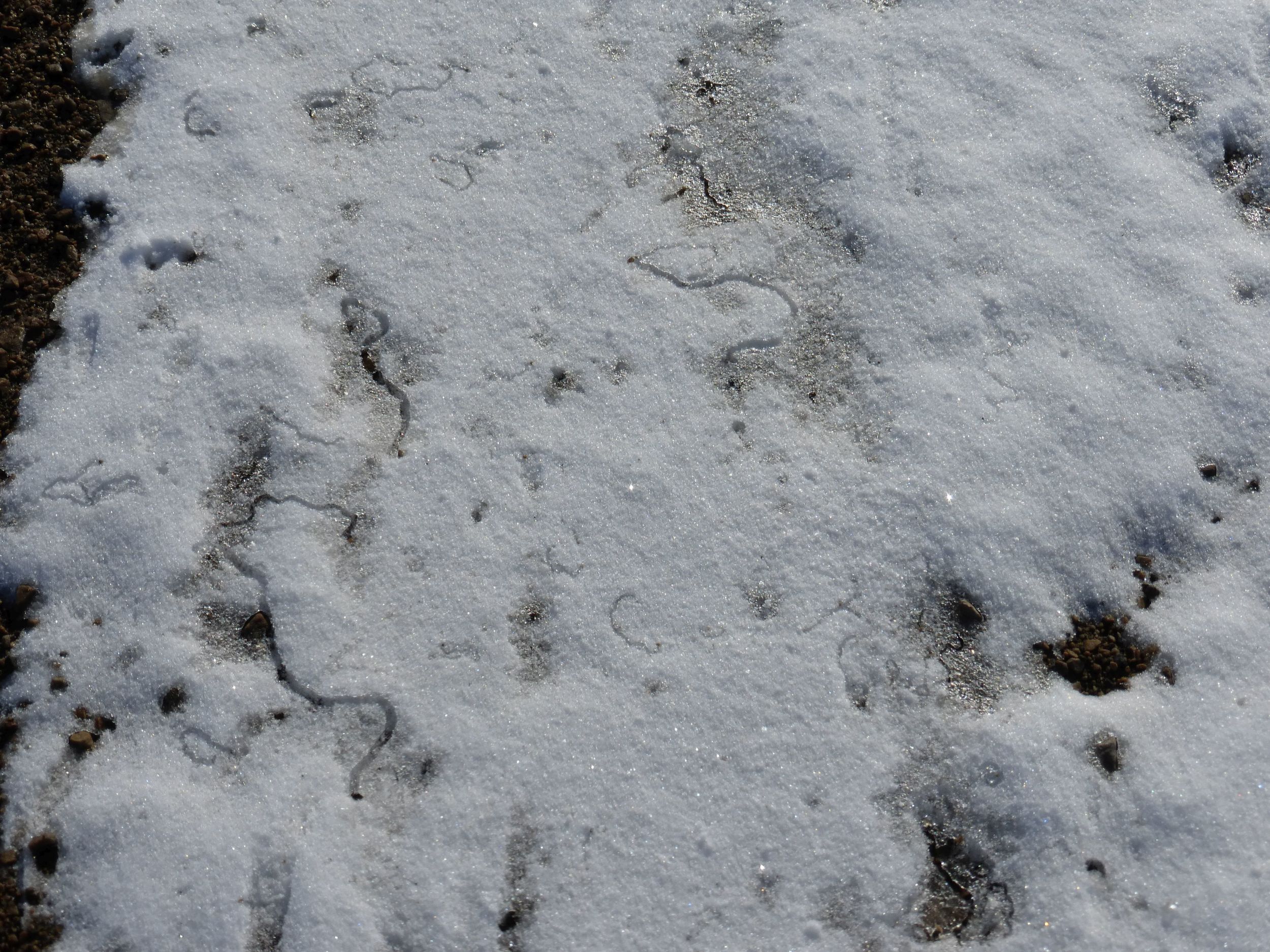 I wondered what that is. It's small stones that fall off or get blown by cars/trucks. Then they sit on top of the snow and get moved (rolled) by the wind in different directions, creating these interesting formations