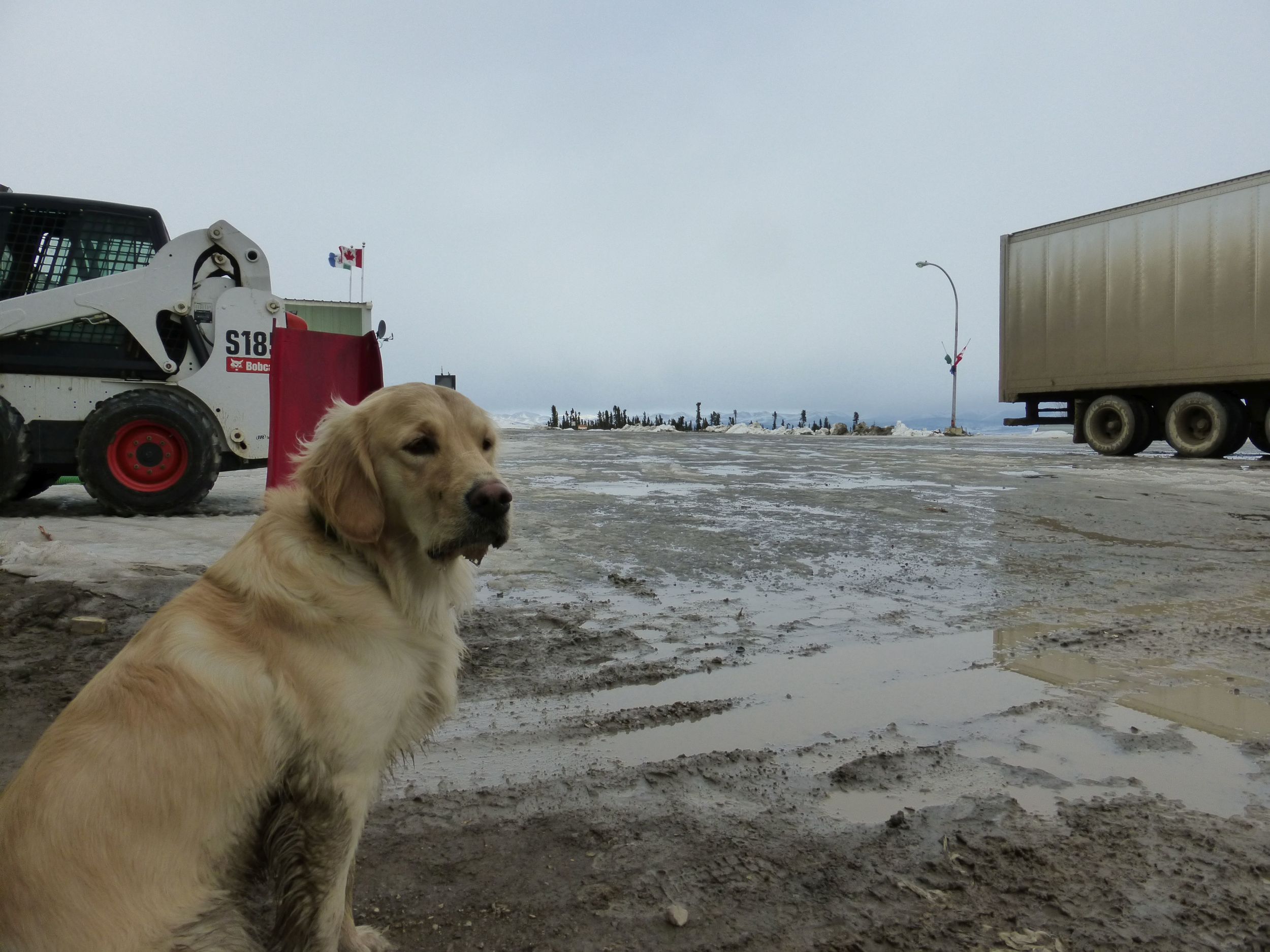The resident dog in Eagle Lodge, didn't catch his name, but I can call him Muddy!