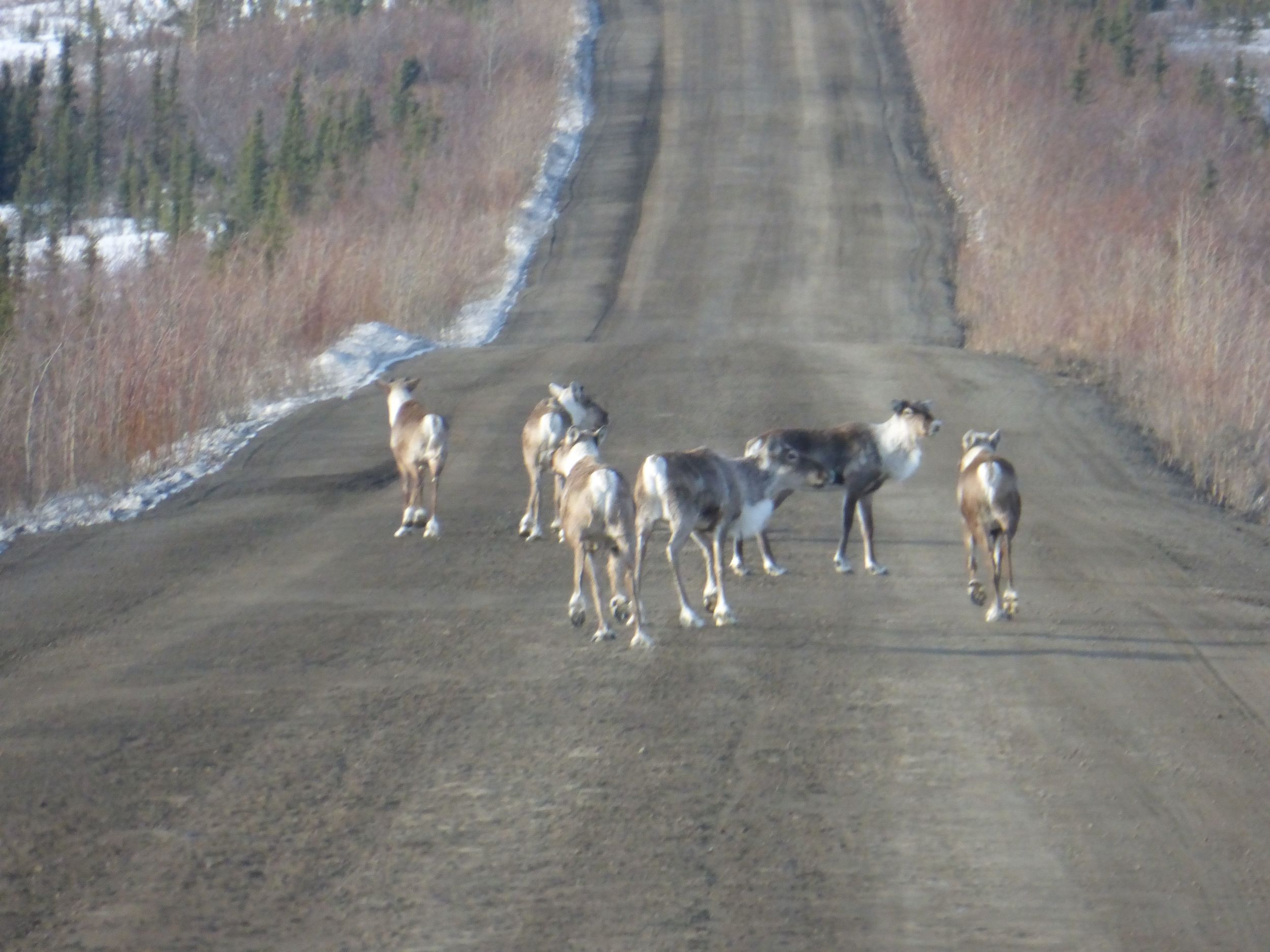As they ran away they changed direction as if escaping a predator, a truly unique event.