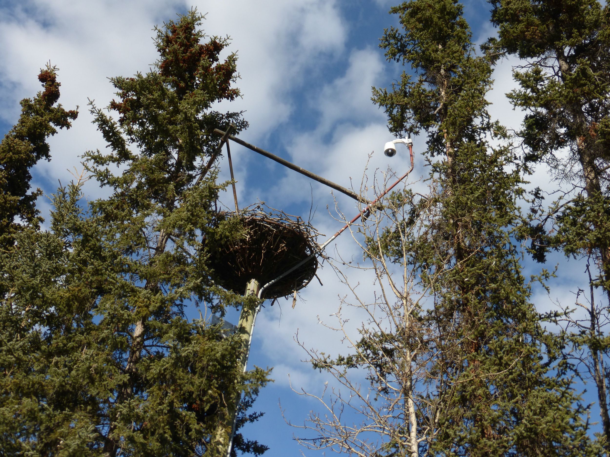 eagle nest