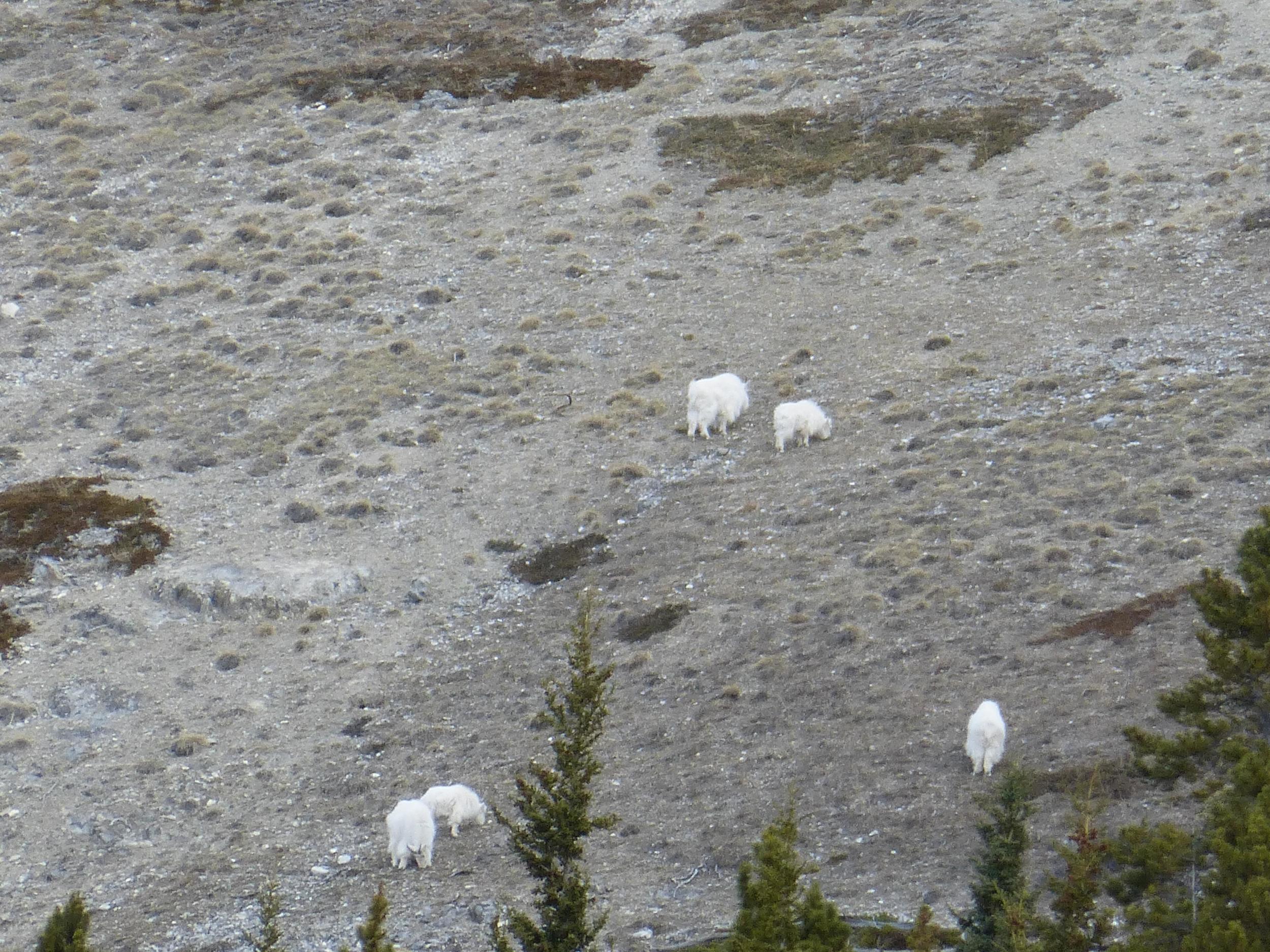 I thought I saw some odd shaped snow, but noo... it was goats or sheep.