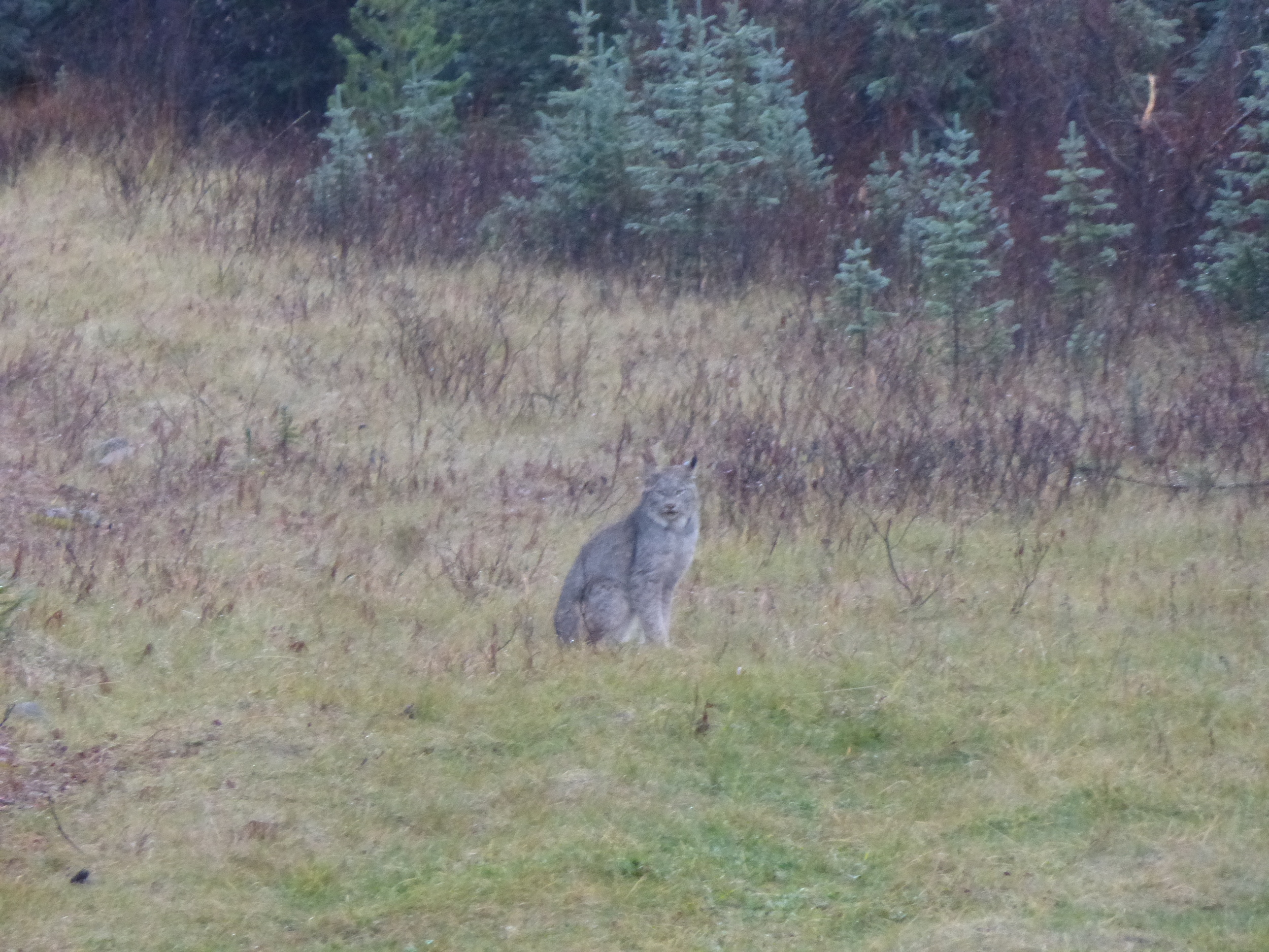Coming around a corner I had my first wildlife encounter (albertans don't count!) a Lynx!