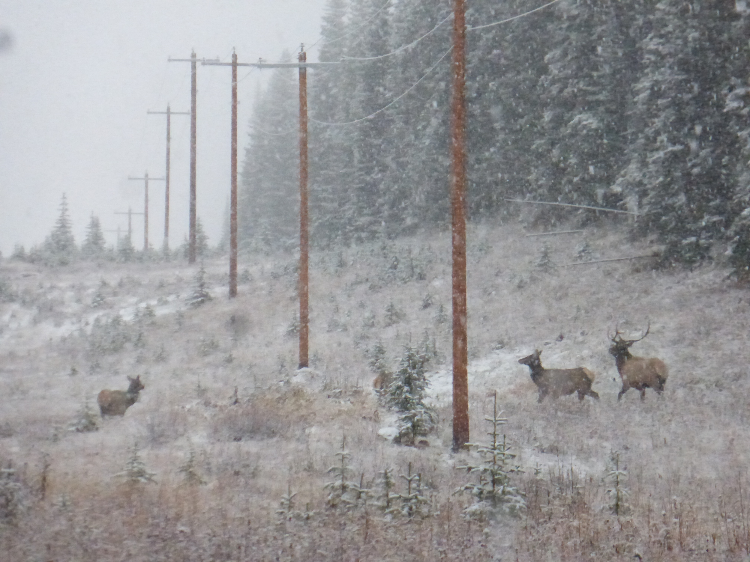 Some elk enjoying the snow, almost as much as me!