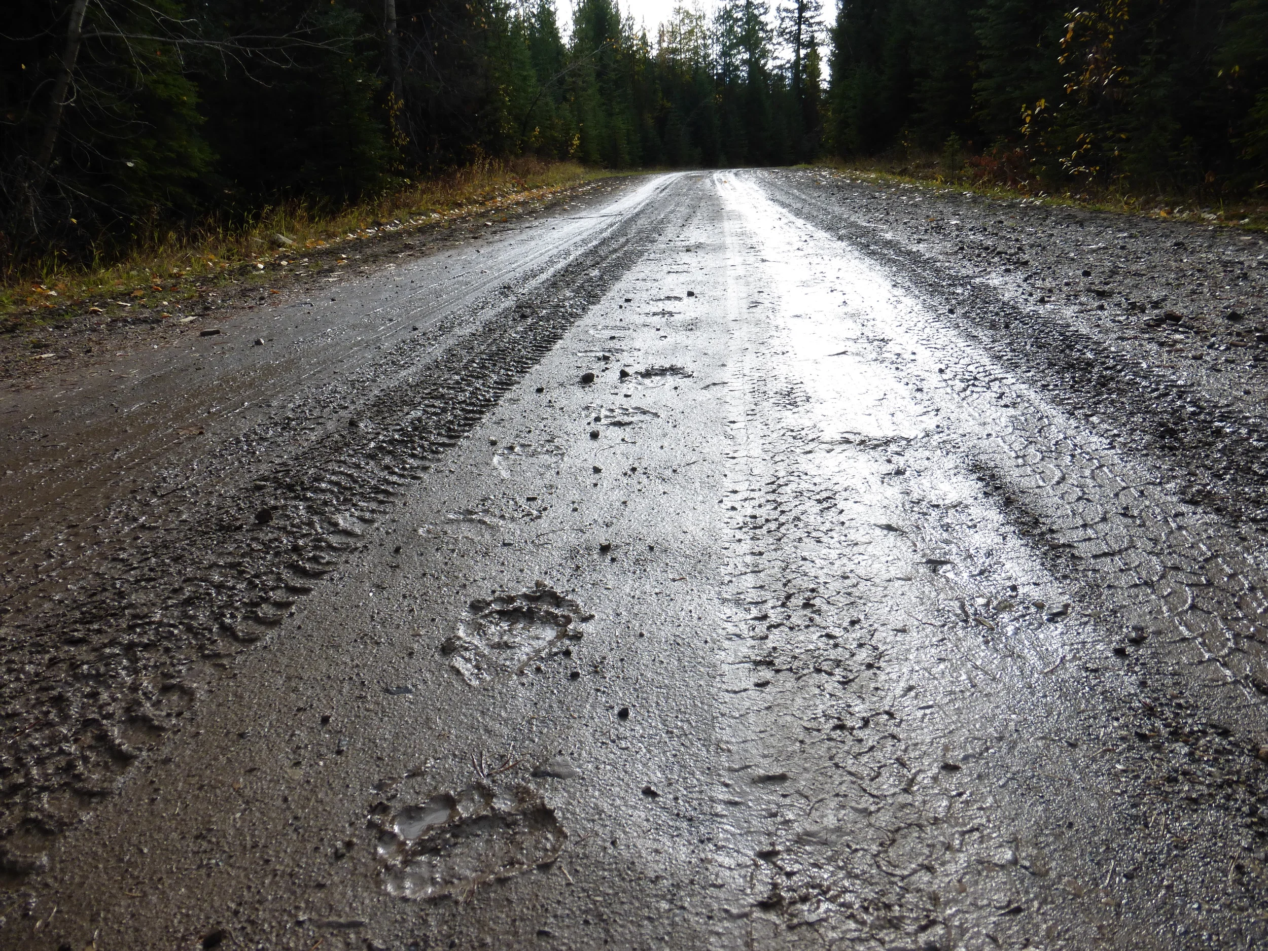 Not the only one who uses this road (click to see full image)