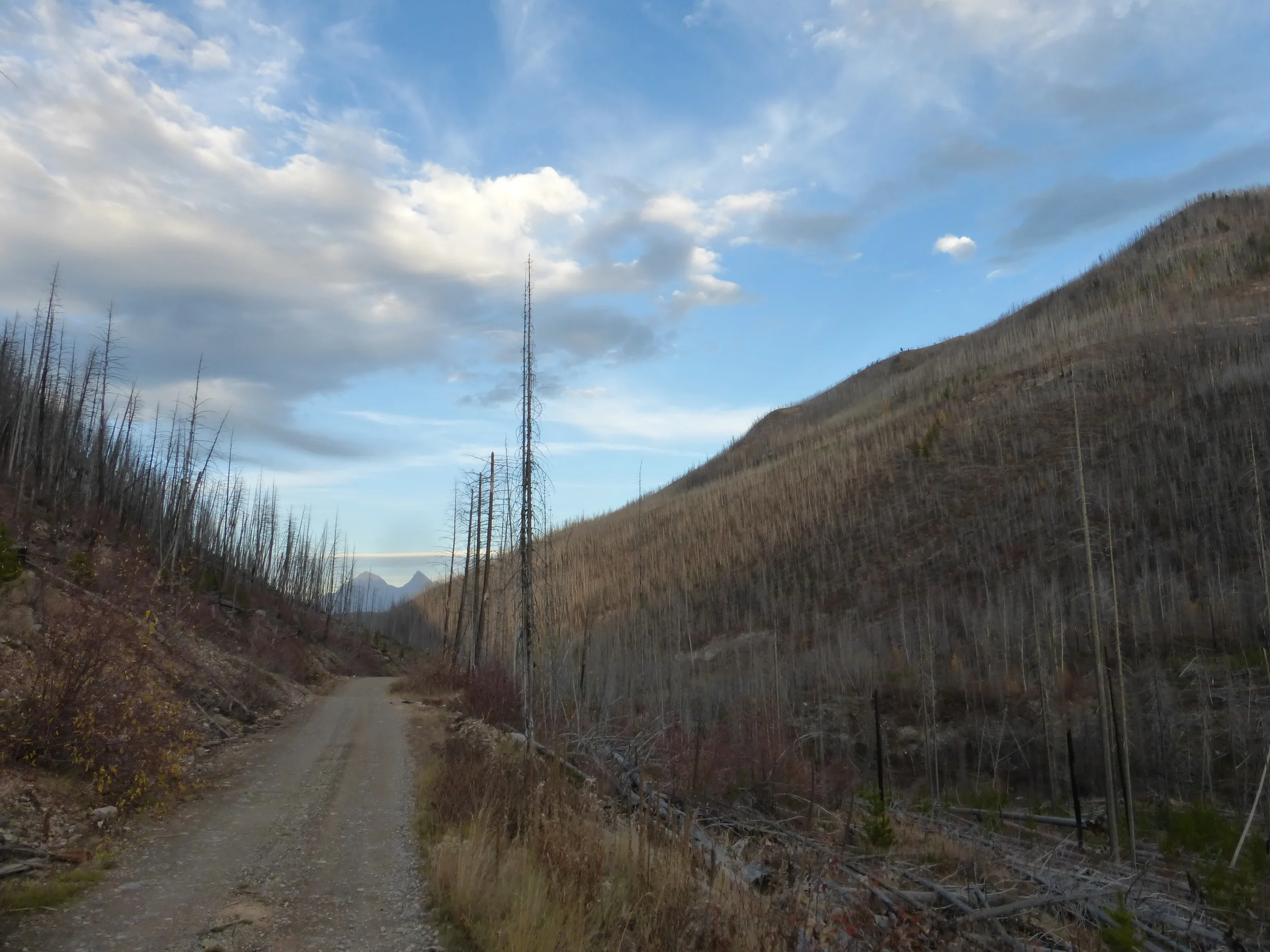 A fire swept through the area, or pine beetle, or both? Glacier National Park's mountains in the distance.