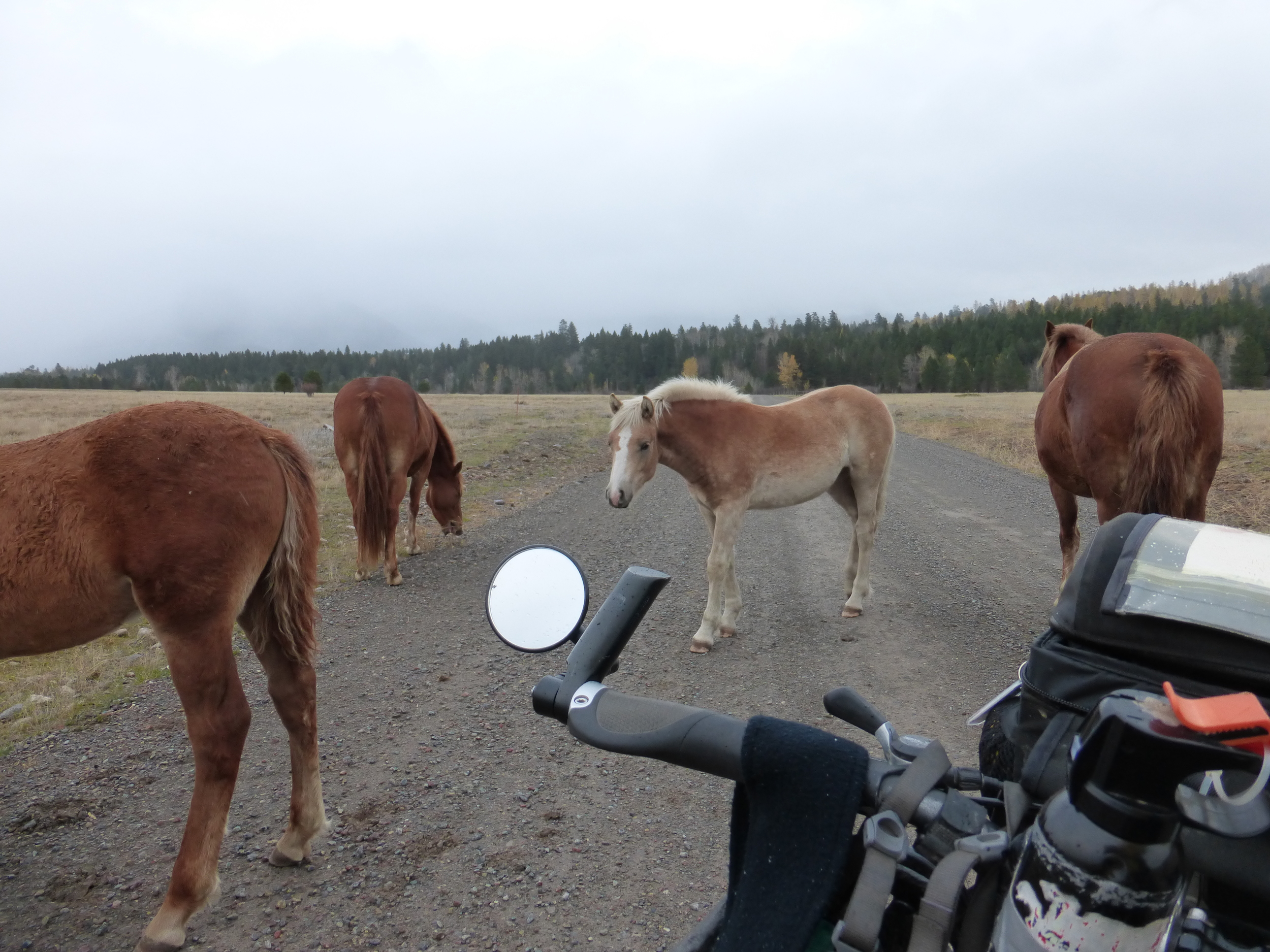 Normal
0
false
false
false
EN-US
X-NONE
X-NONE
Horses are curious animals, they would never miss an opportunity to check out a passer by. Those guys surrounded me in no time and began trying to chew on my gear! My green jacket, my panniers and one tried to take a bite out of my mirror.