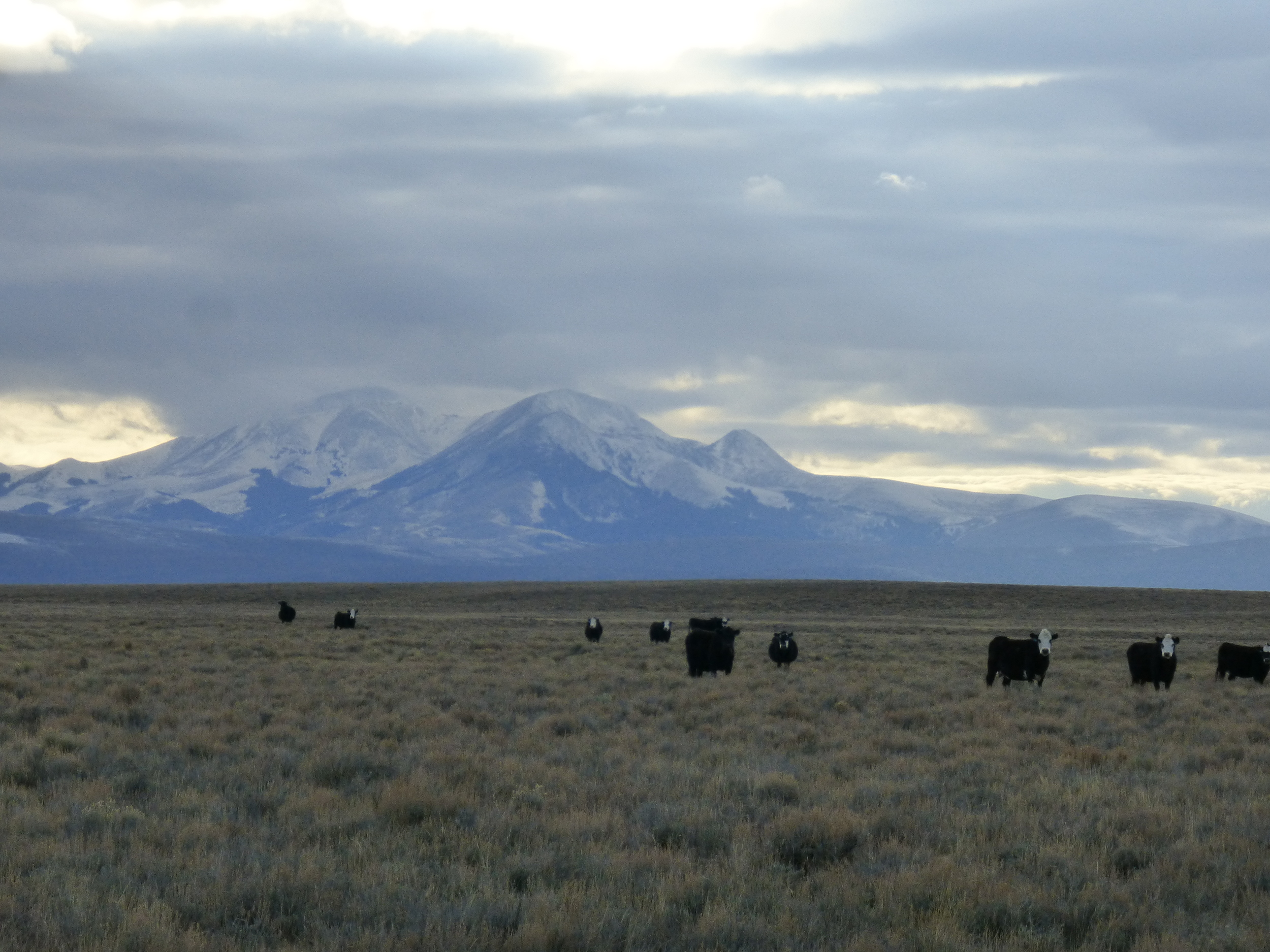 People in Montana are outnumbered 4:1 by cows. Montana has a population of about 1 million. That's a lot of cows!