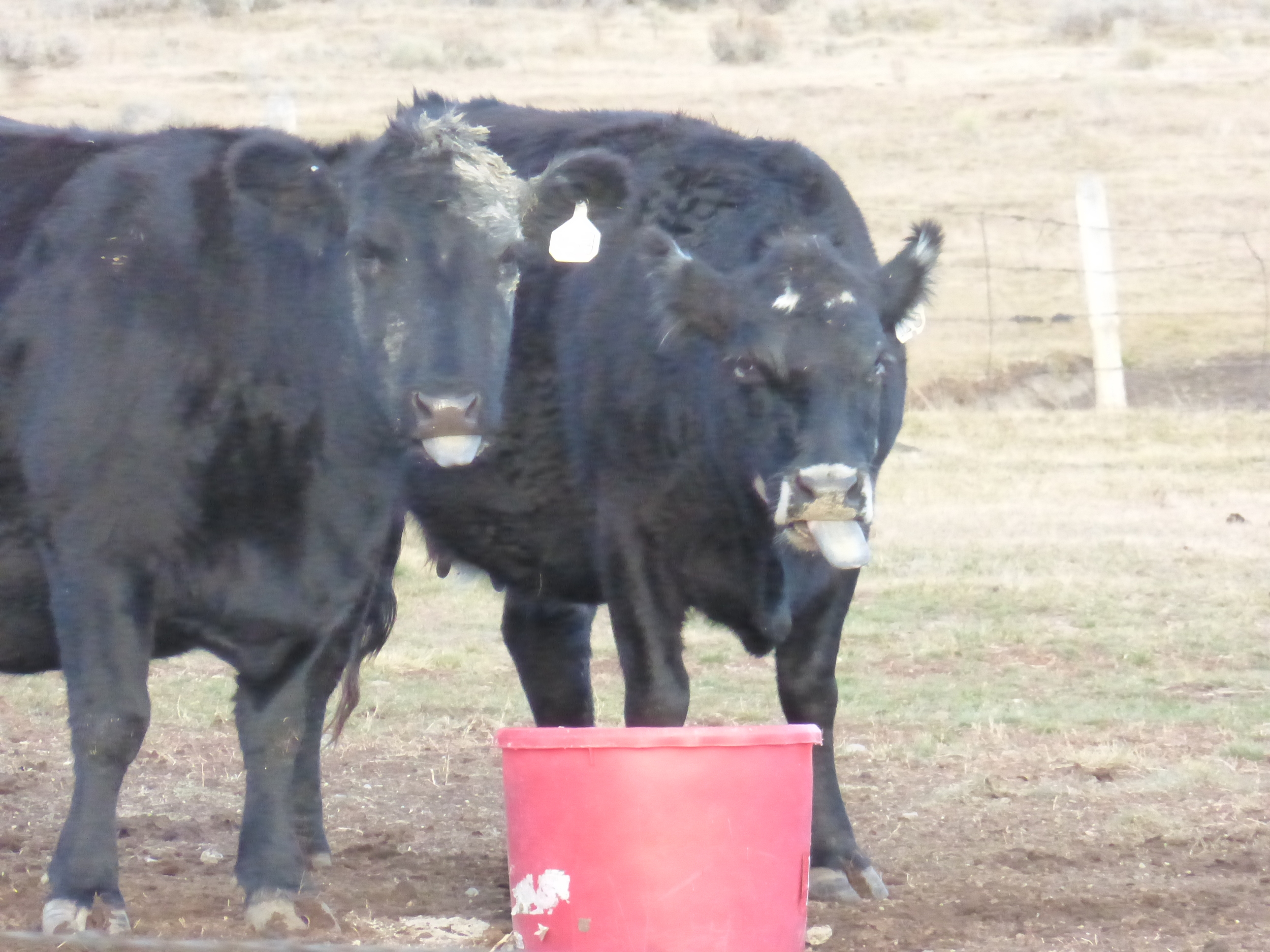 Those two cows did not like me...