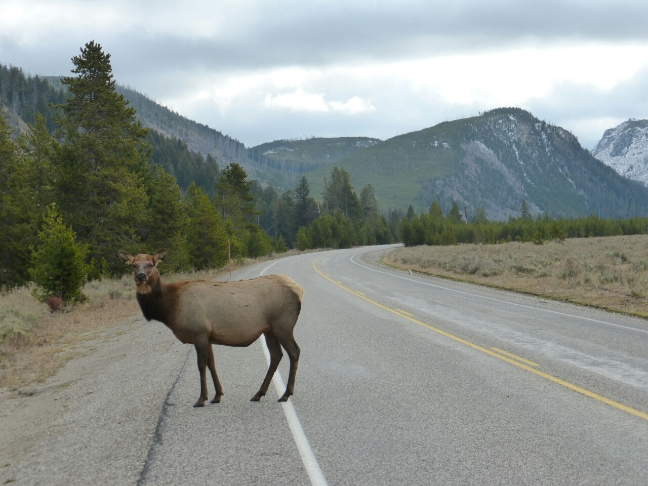 As I entered Wyoming, some of the wildlife came out to greet me on the road.