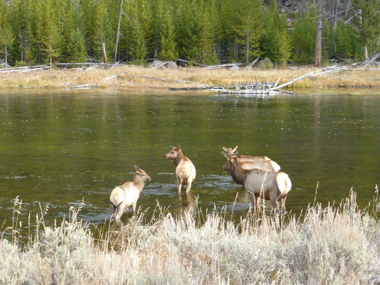 Then they invited me for a swim but I politely declined.