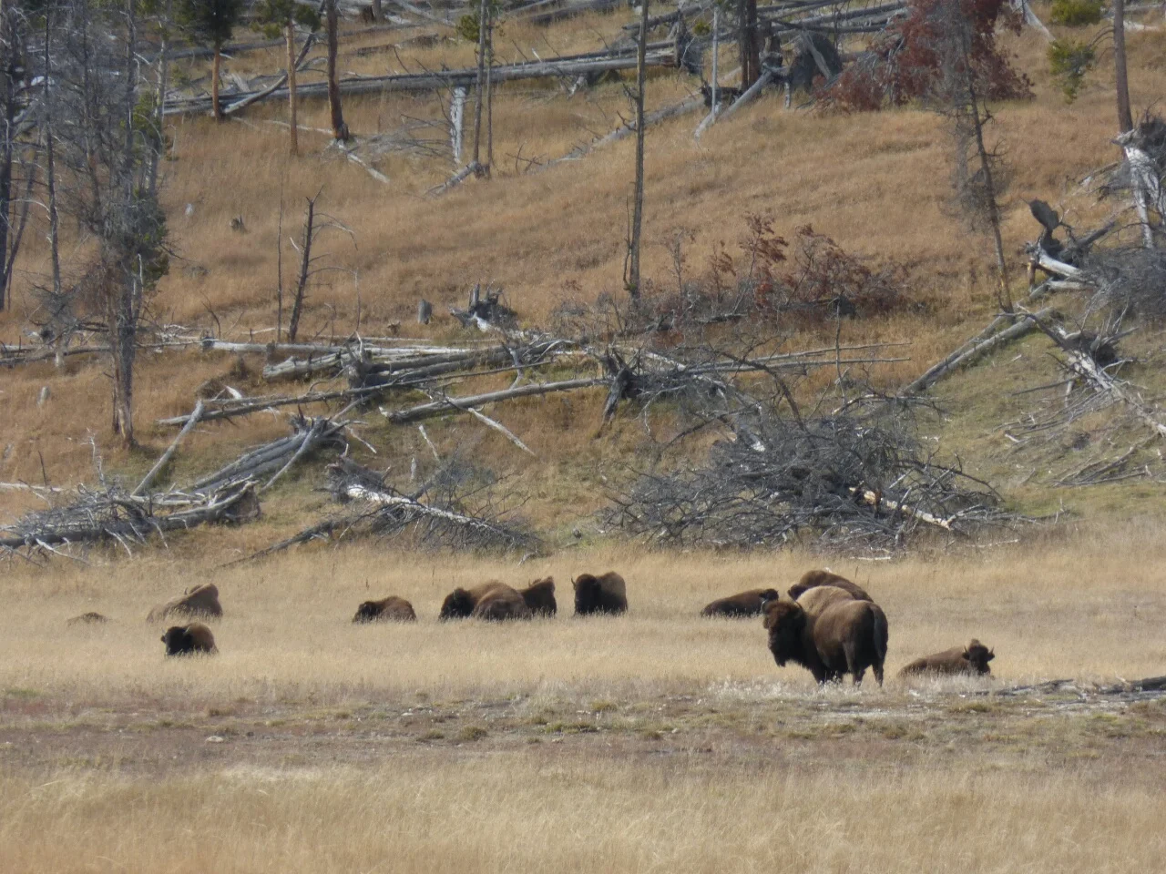 More of Yellowstone's inhabitants
