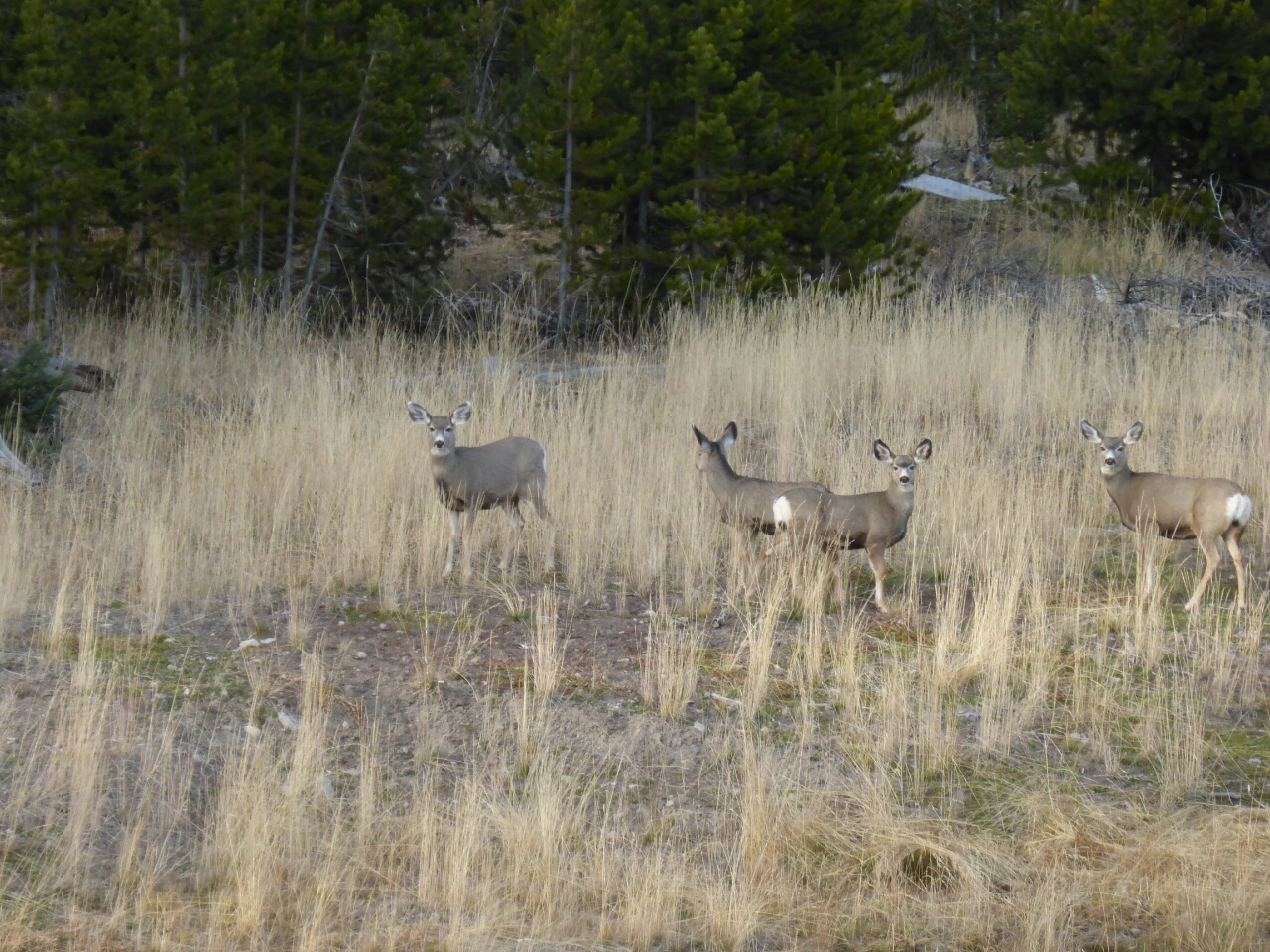 Deers are good listeners. This time I was telling them how difficult climbing for the last two hours has been.
