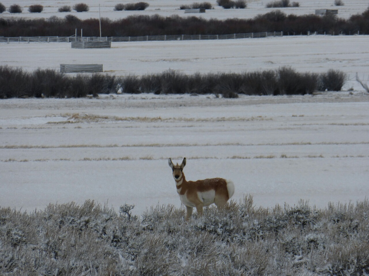 First Antelope sighting, I bet it was his first "Winter Divide Cyclist" sighting too