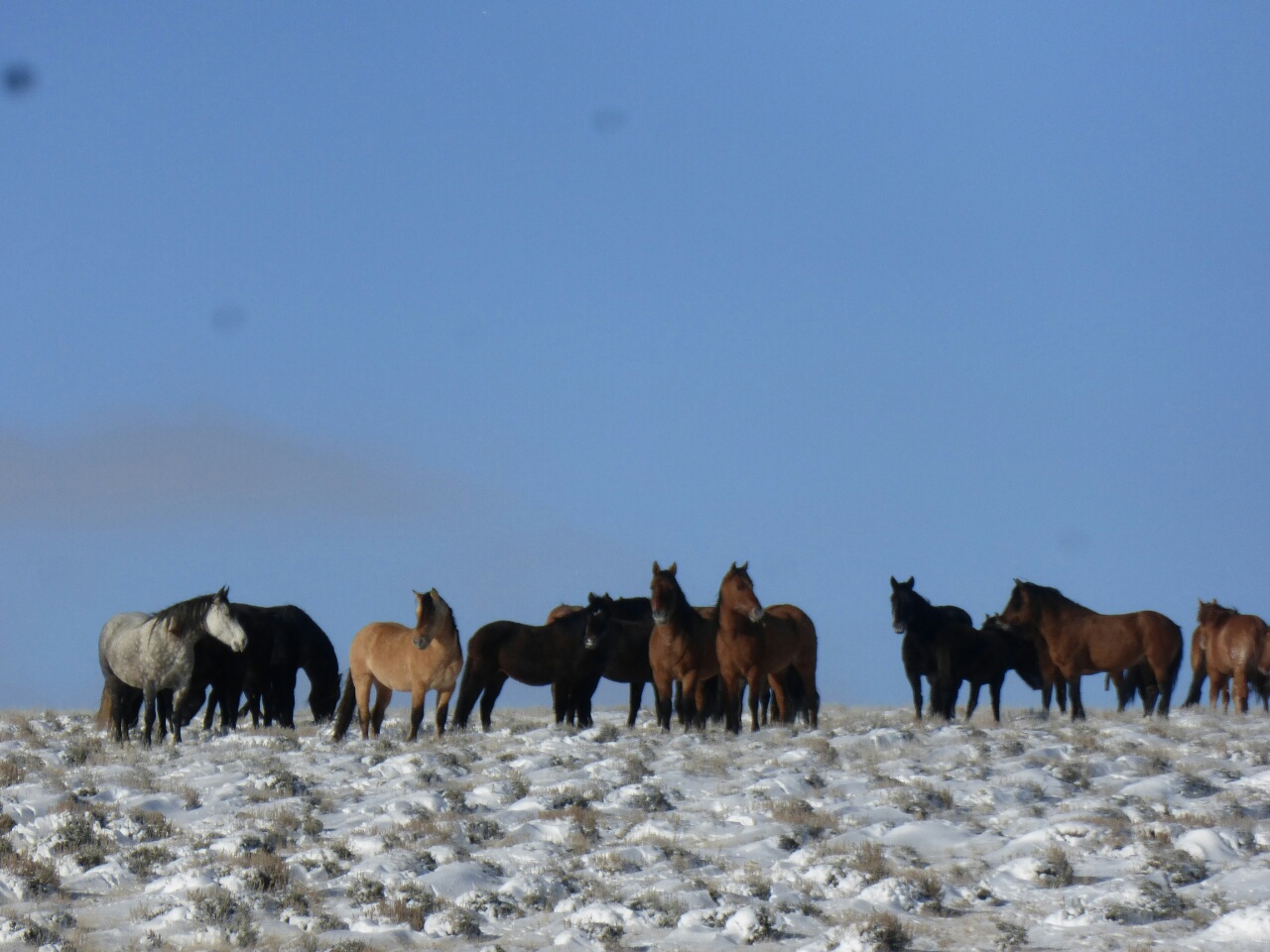 Wild horses
