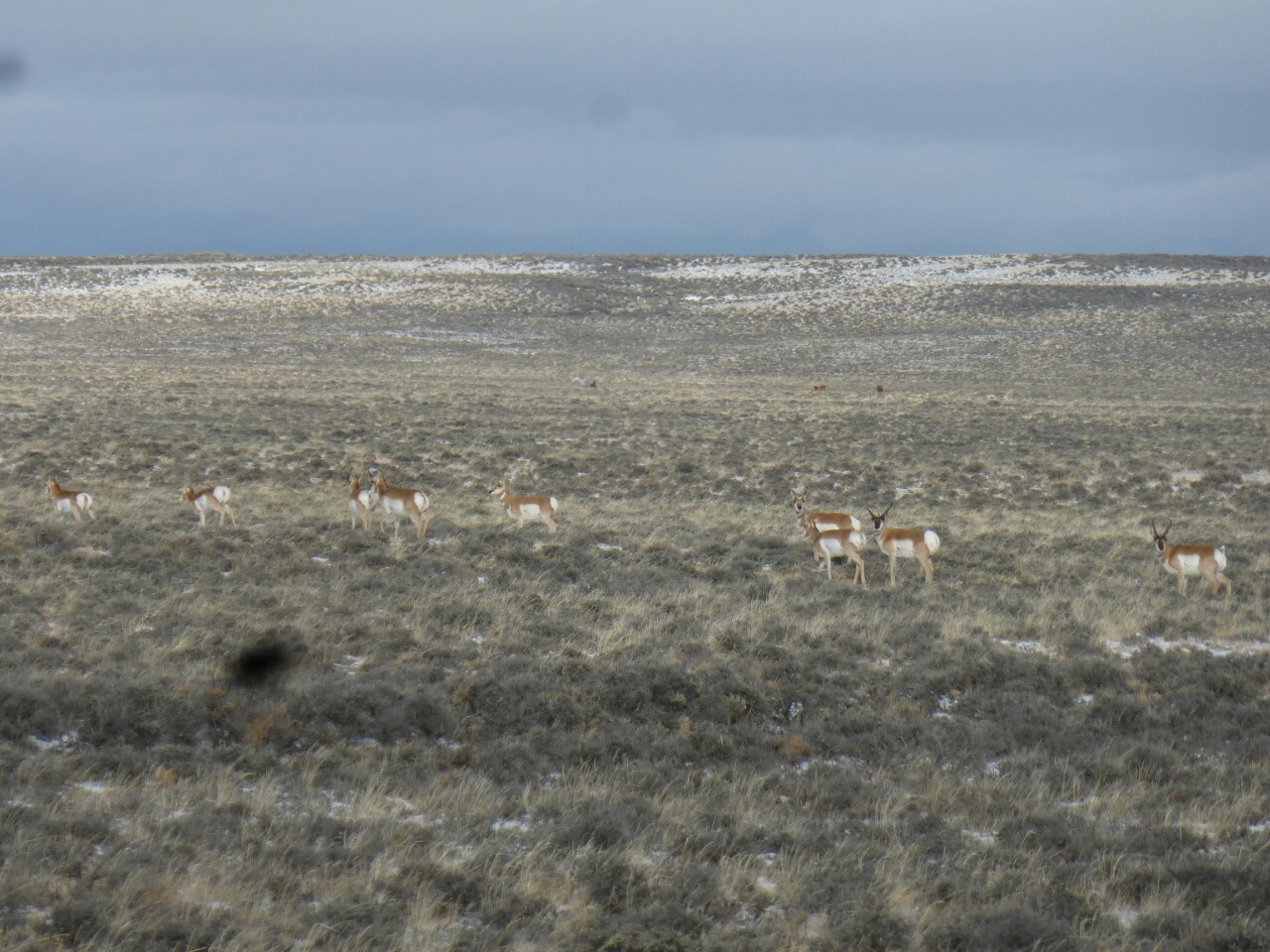 Antelopes. Herbert the black smudge makes a guest appearance, looks like he has family now, there's two... no 3 of them!