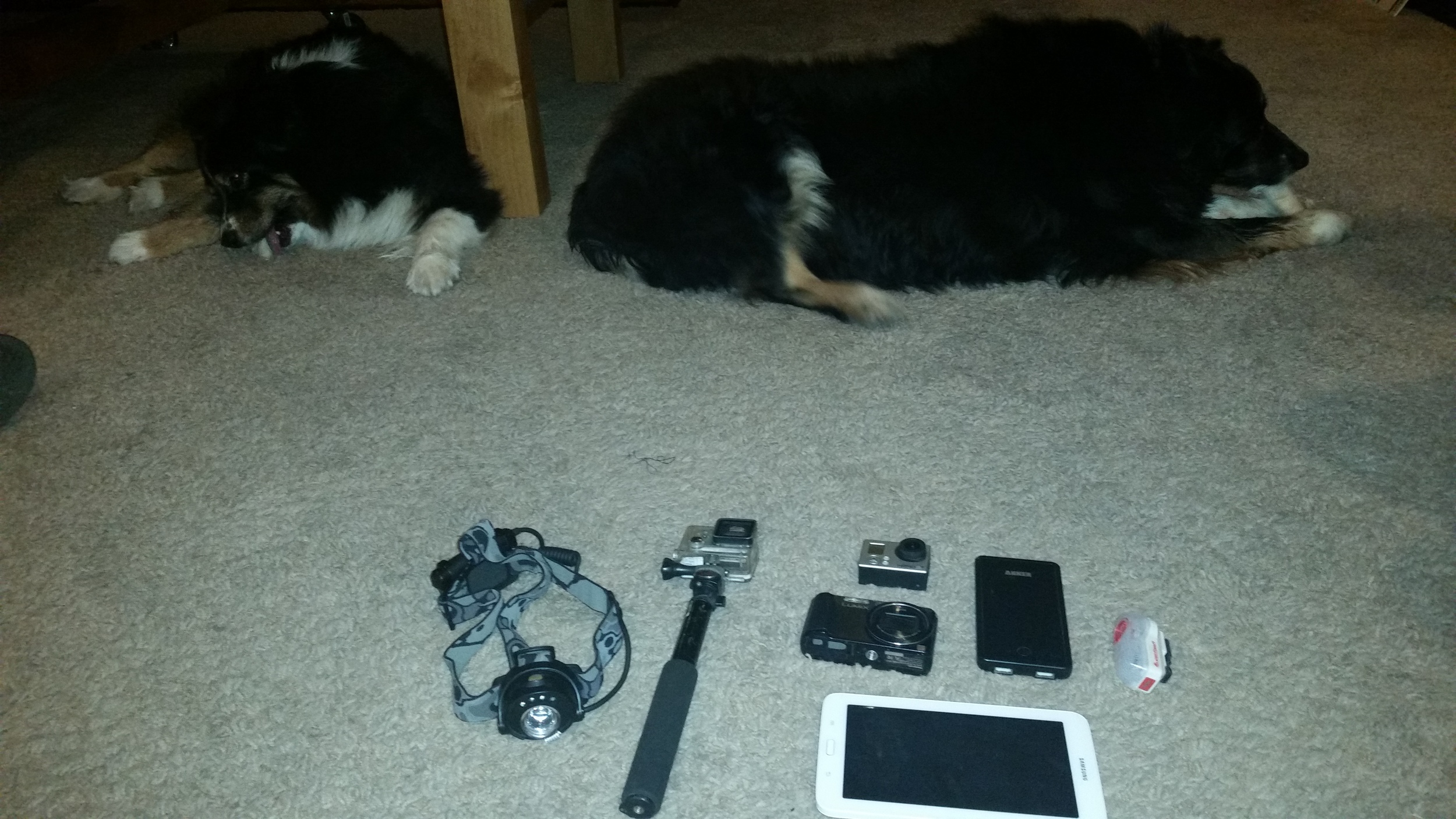 The electronics kit. Sorry no review for the dogs. Wait... they are cute! WOULD RECOMMEND!