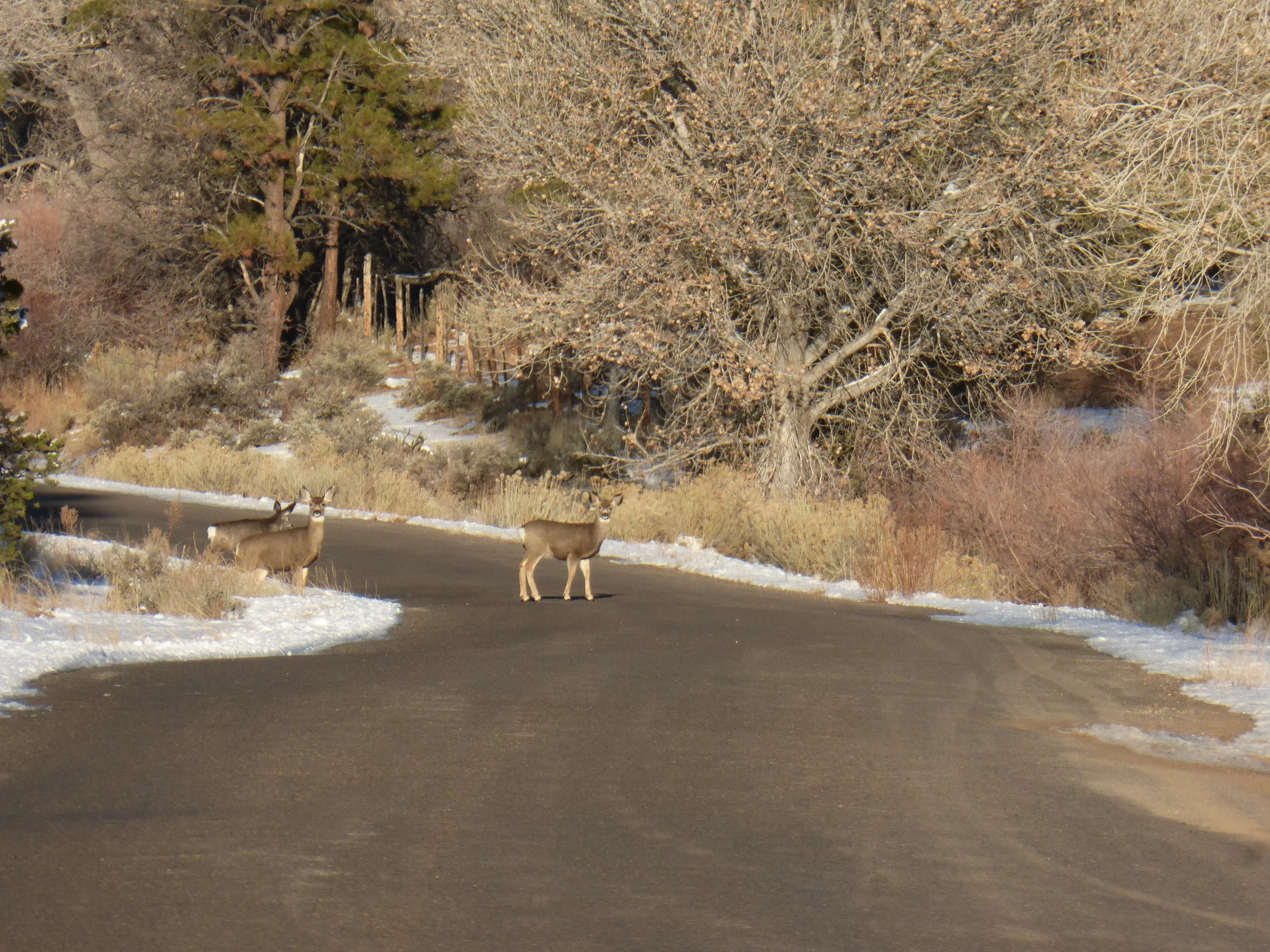 Deer police: speed control!