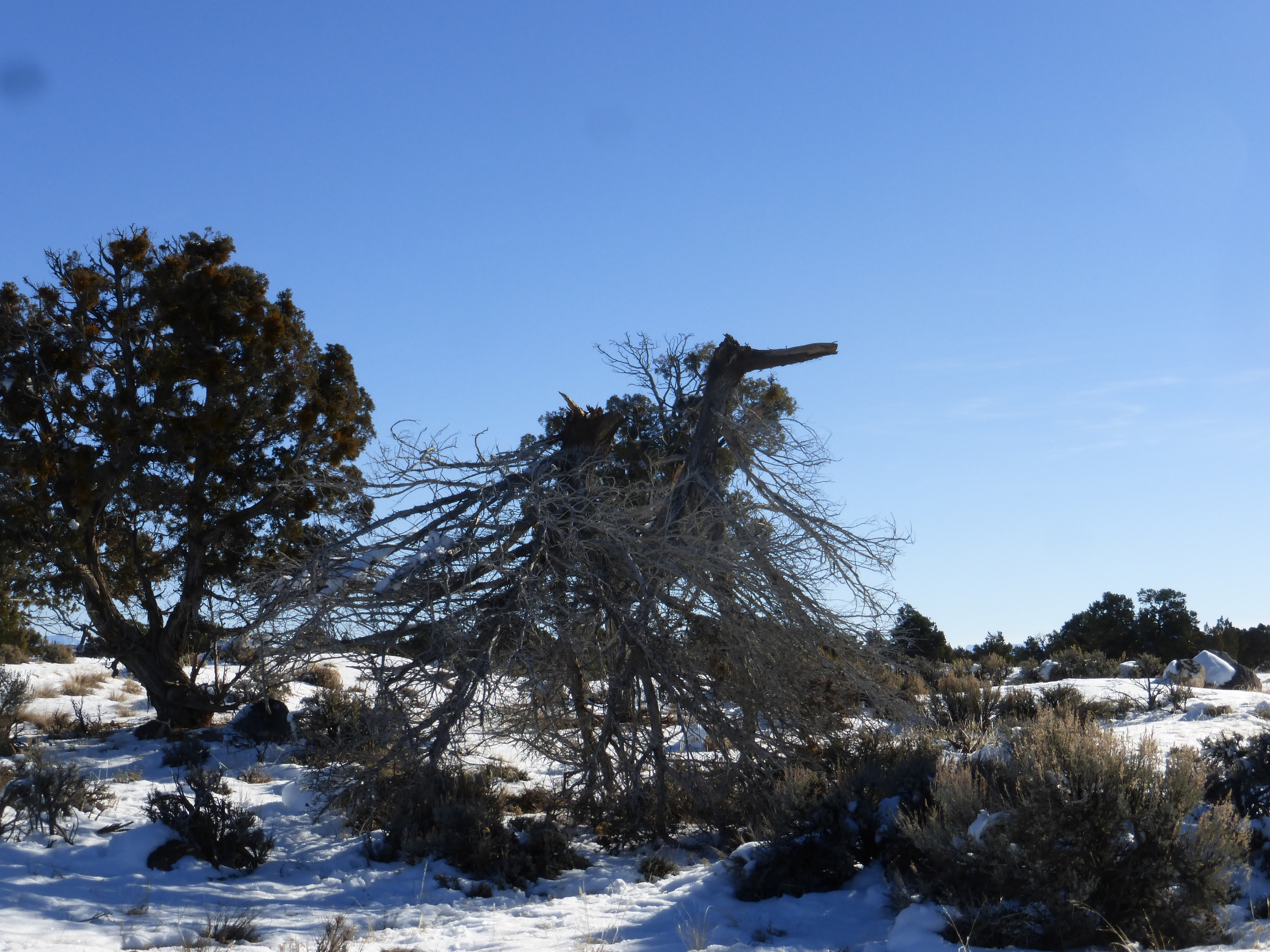 Even the trees here grow upside down!