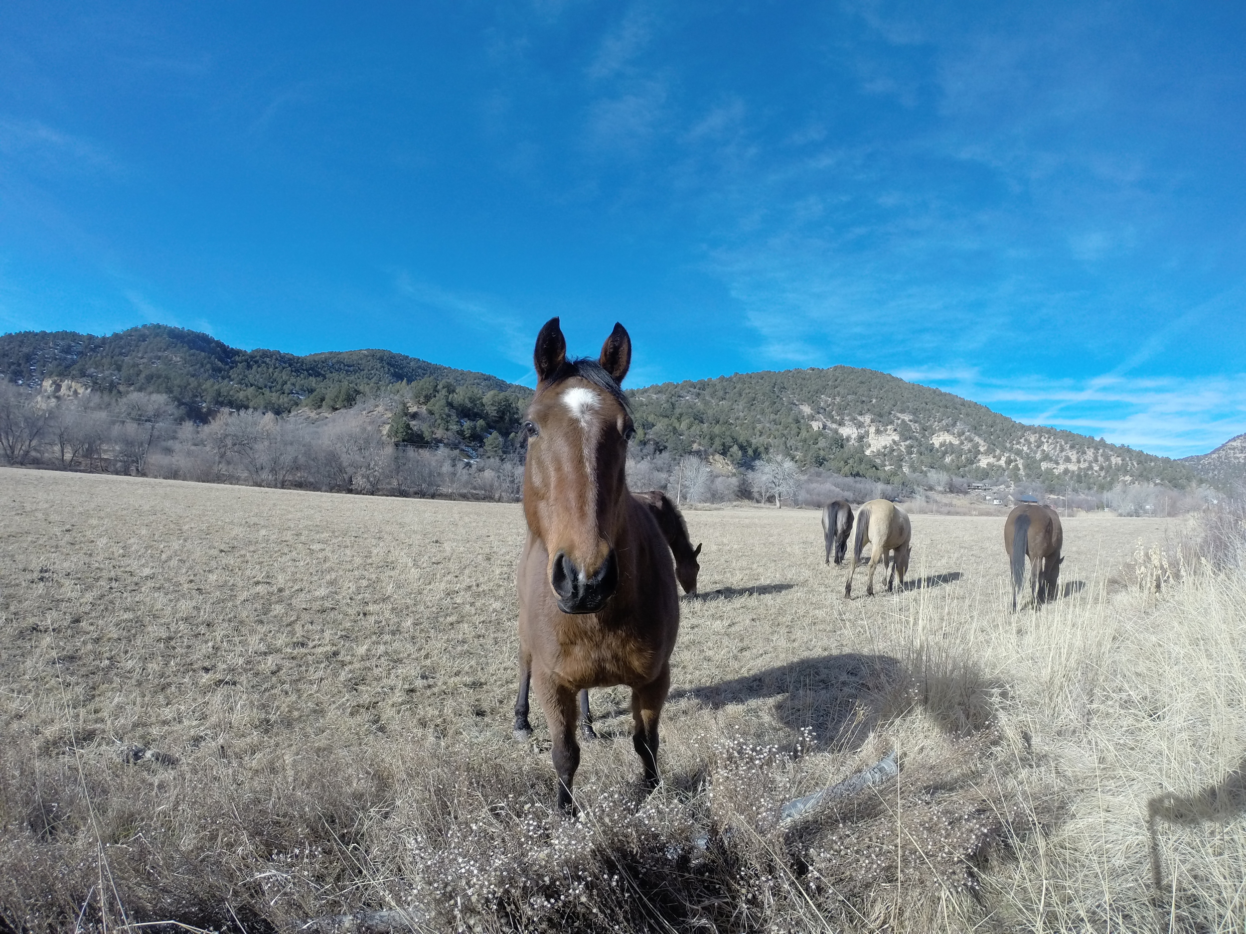 A band of horses