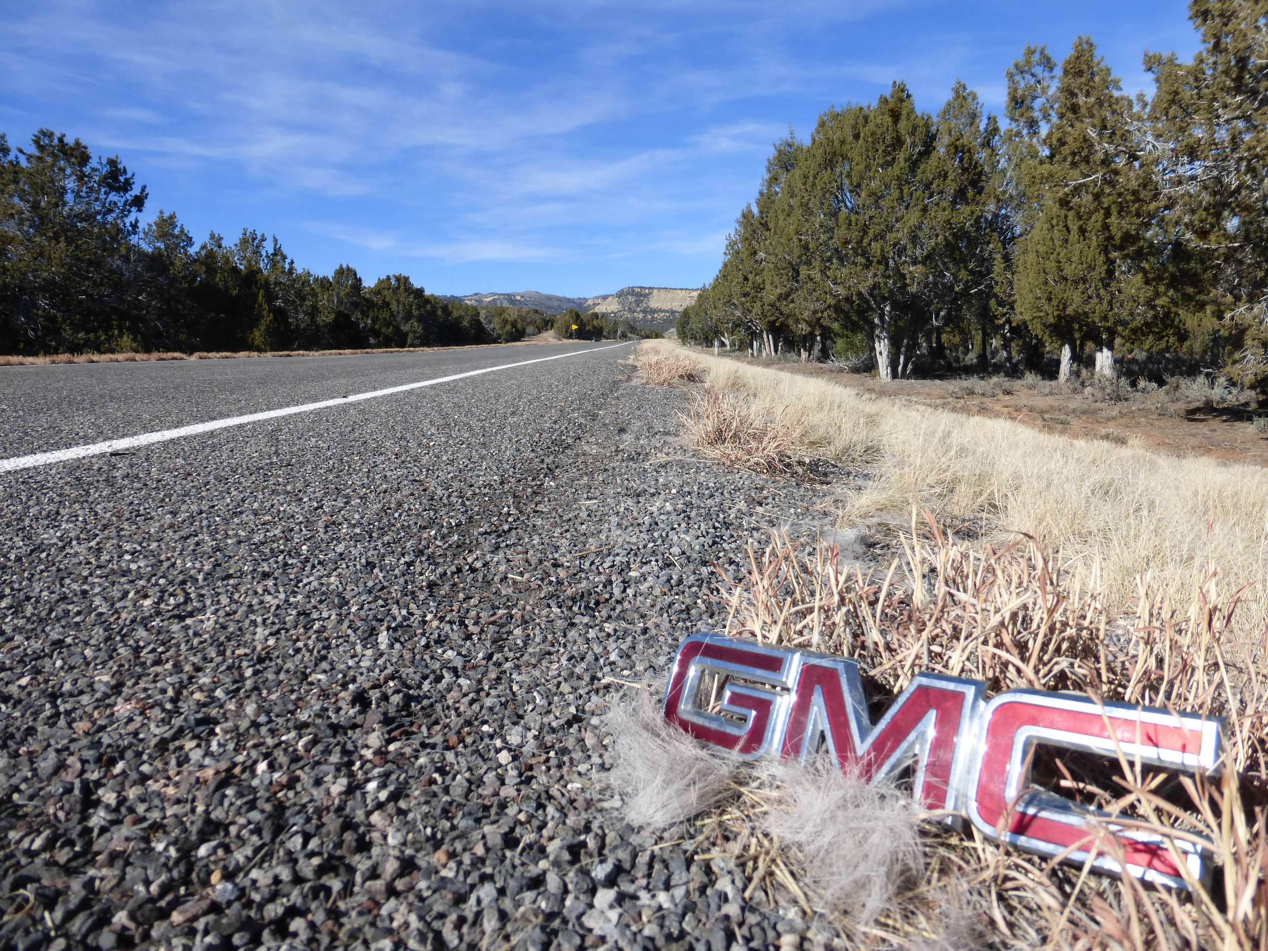 We all know what happened here :(, I counted 6 carcasses between HWY 89 and Zion park entrance.