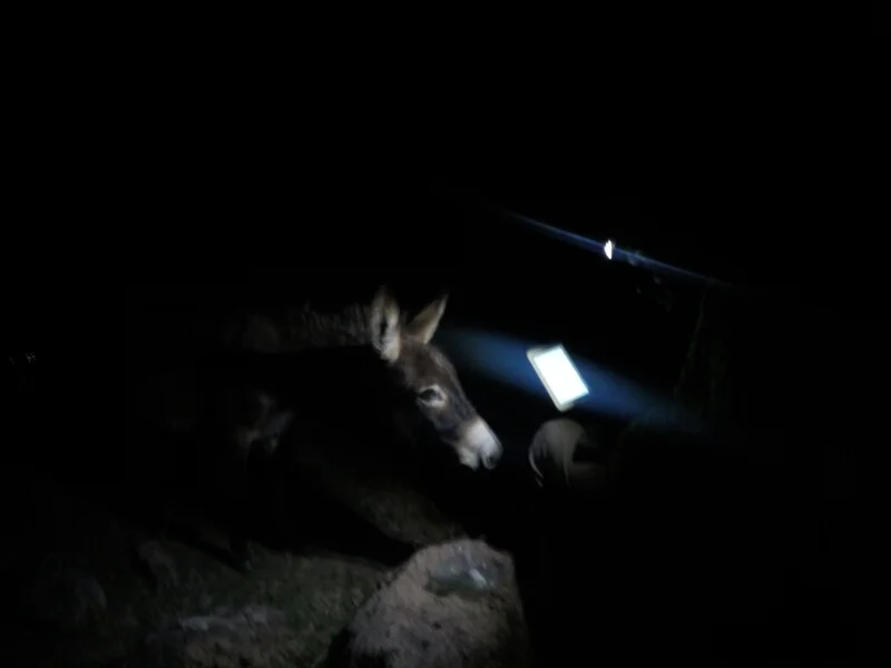 "Wait... you are putting this on instagram?"-starring the headlamp, tablet and a burro.