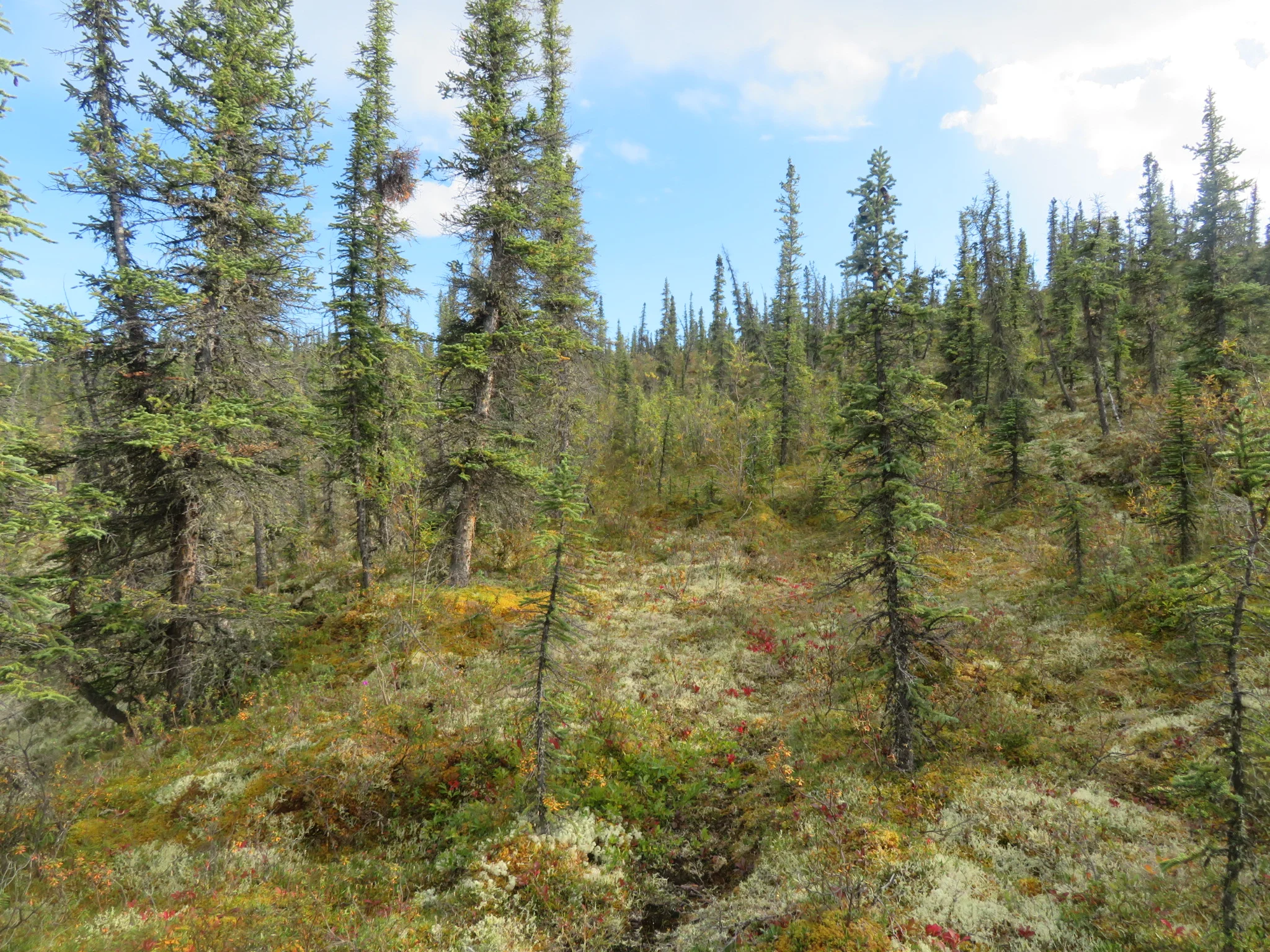 this will make you forget your dreams and crush your hopes.