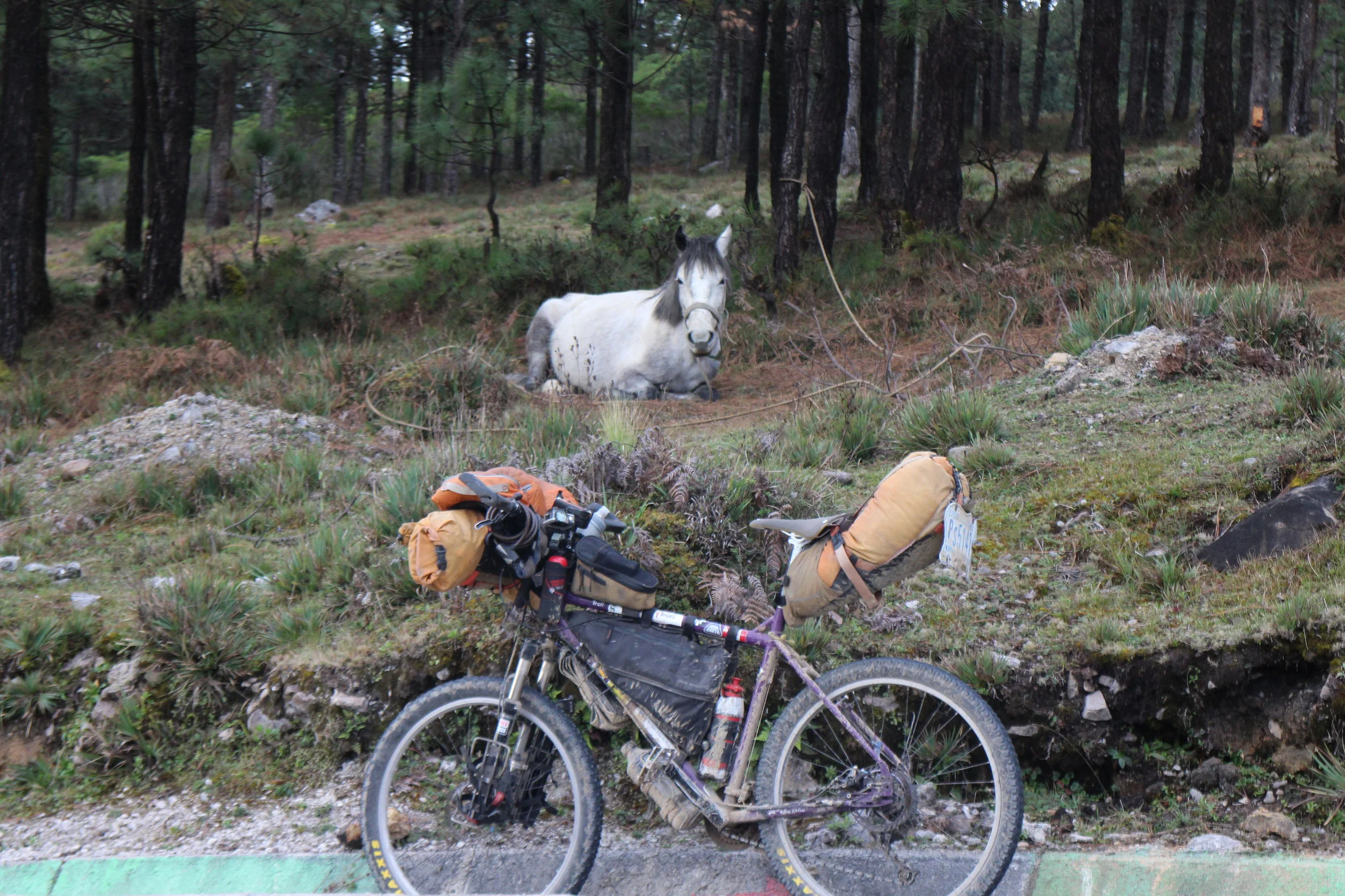 ever thought about getting a horse?