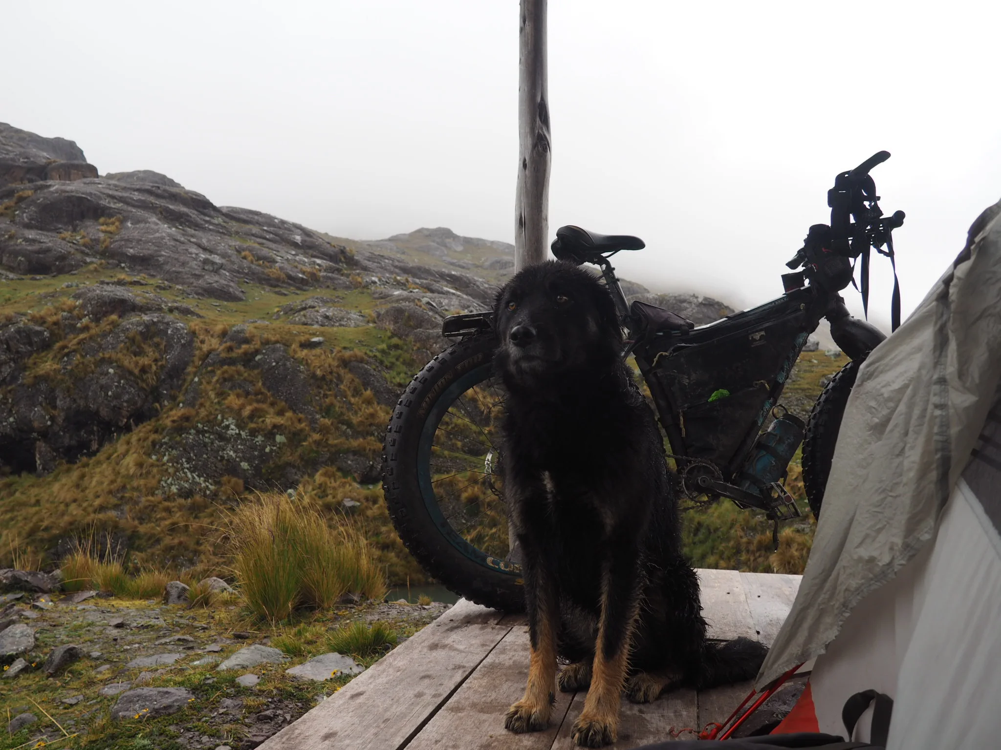 dog was good, no begging, no stealing (even when I wasnt looking) The fair and strict code of the mountain!