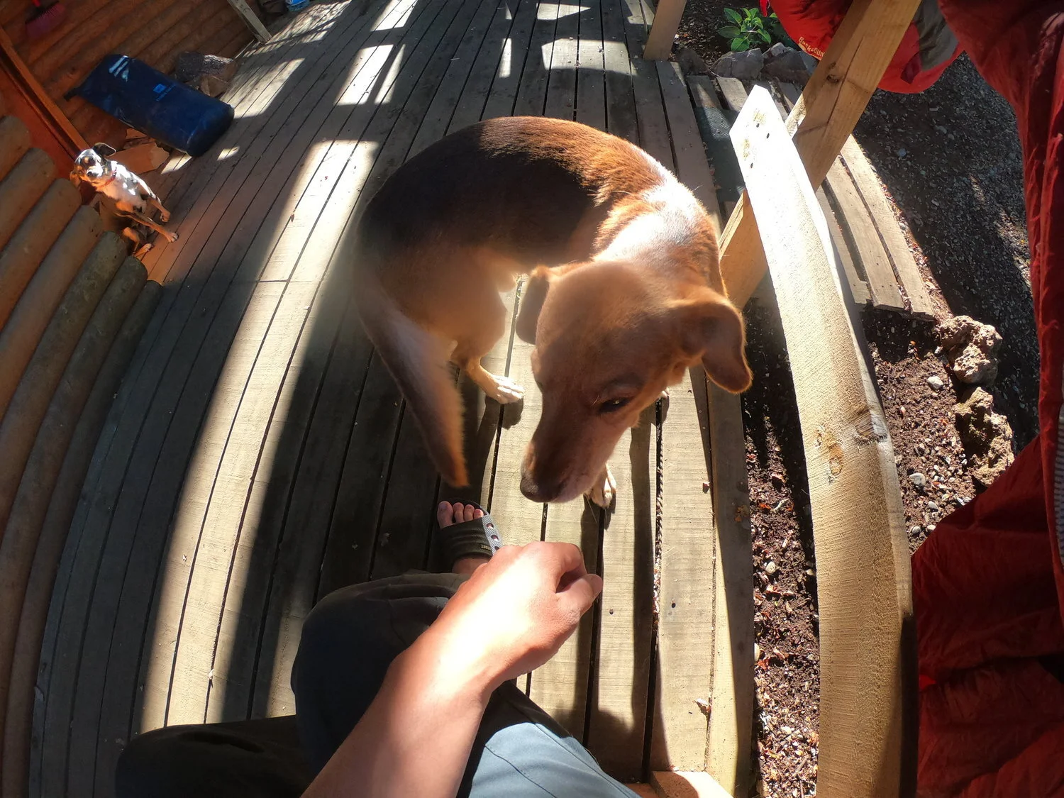 Got to meet Waldo, Jaky, Yupi and i forgot the little dog’s name
