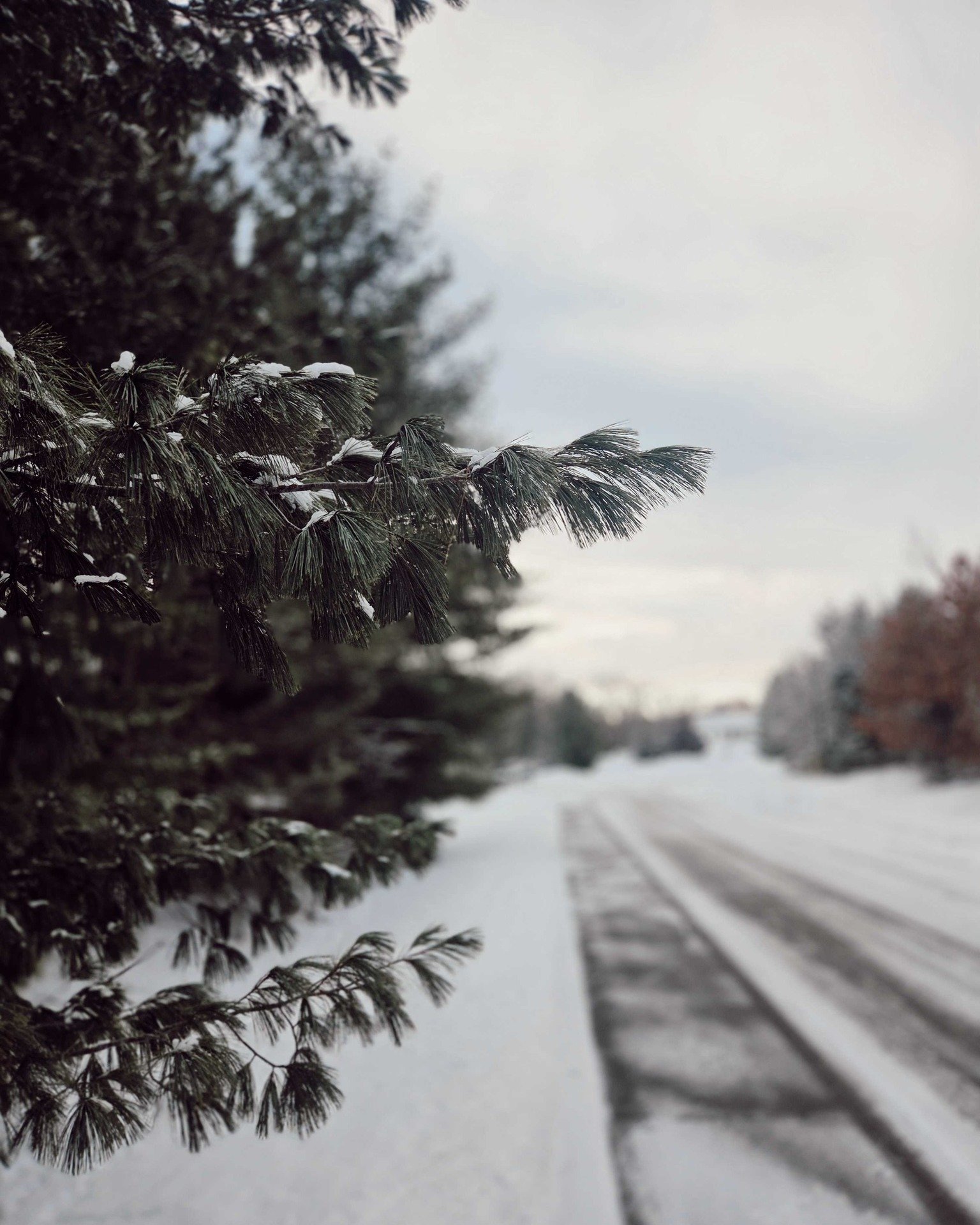 When I say I want to start the year fresh, I mean as fallen snow. Covering the barren brown wasteland, after a strong autumn wind has blown the remnants of the season away. The snow can sparkle and shimmer and almost make me believe that everything d