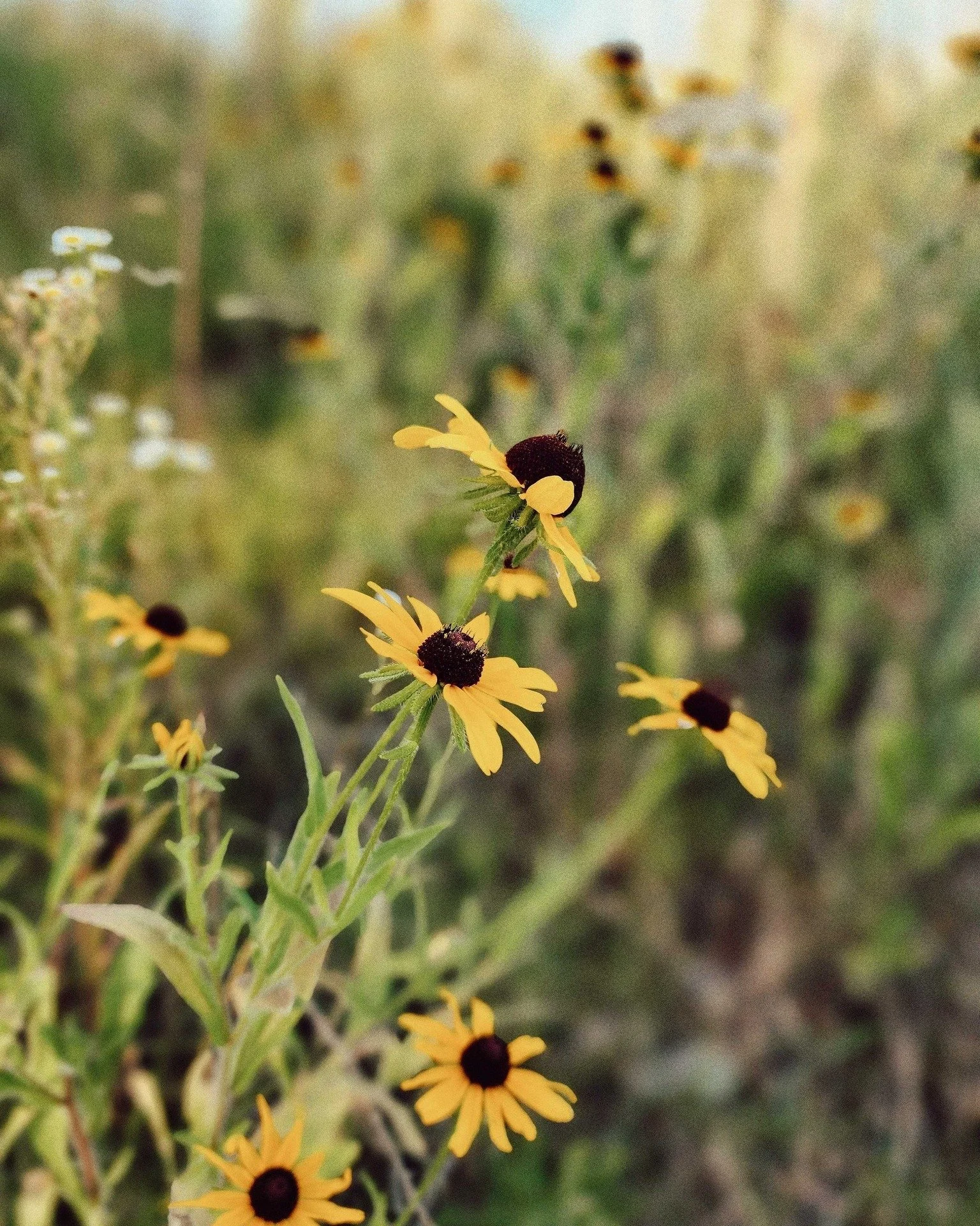 "We Paint the Dresser Yellow"

I went to the thrift store.
I found the perfect dresser.
Exact size and look.
But it was scuffed up blue.
Red drawer pulls.
Game consoles on the knobs.
It needs a new identity.
So we paint the dresser yellow.
