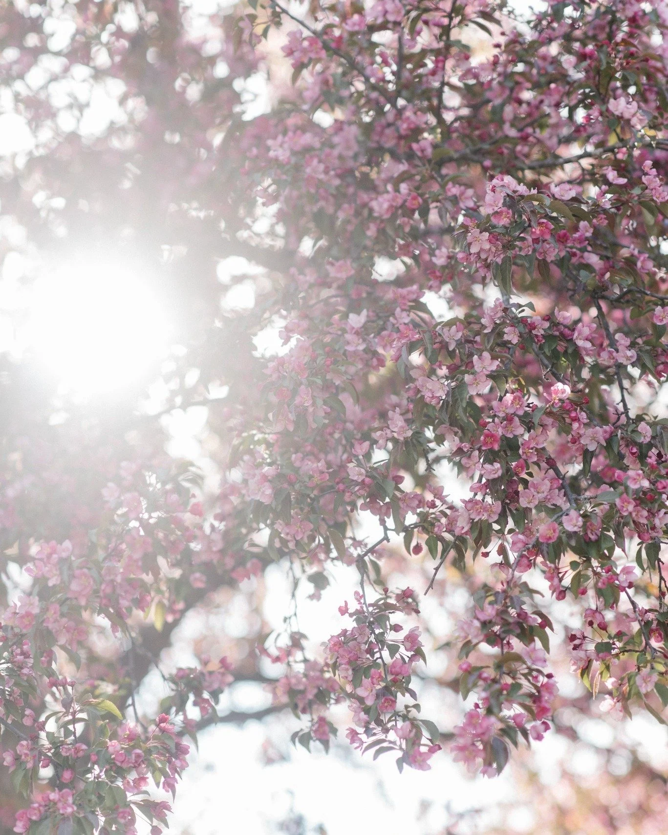 After the Transfer

You wear fuzzy socks. You drive to the nearest
McDonald's and get the large fries. You drink warm water with lemon, and pomegranate juice, and you have one Brazilian tree nut a day. You rest, but it's hard. So you take a walk, not