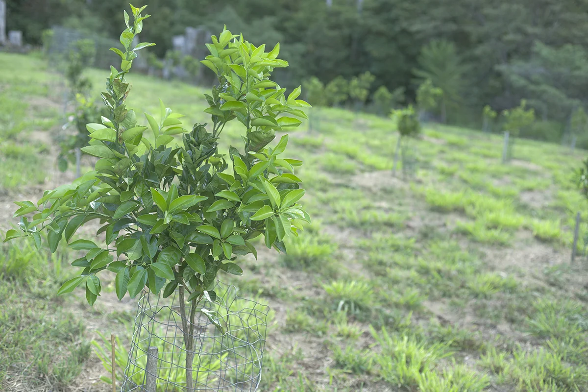 IMG_6529 as Smart Object-1.jpg