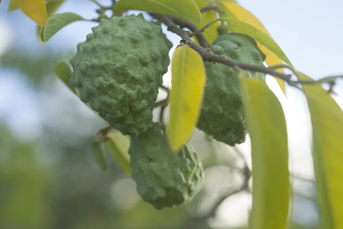 IMG_6477 as Smart Object-2.jpg