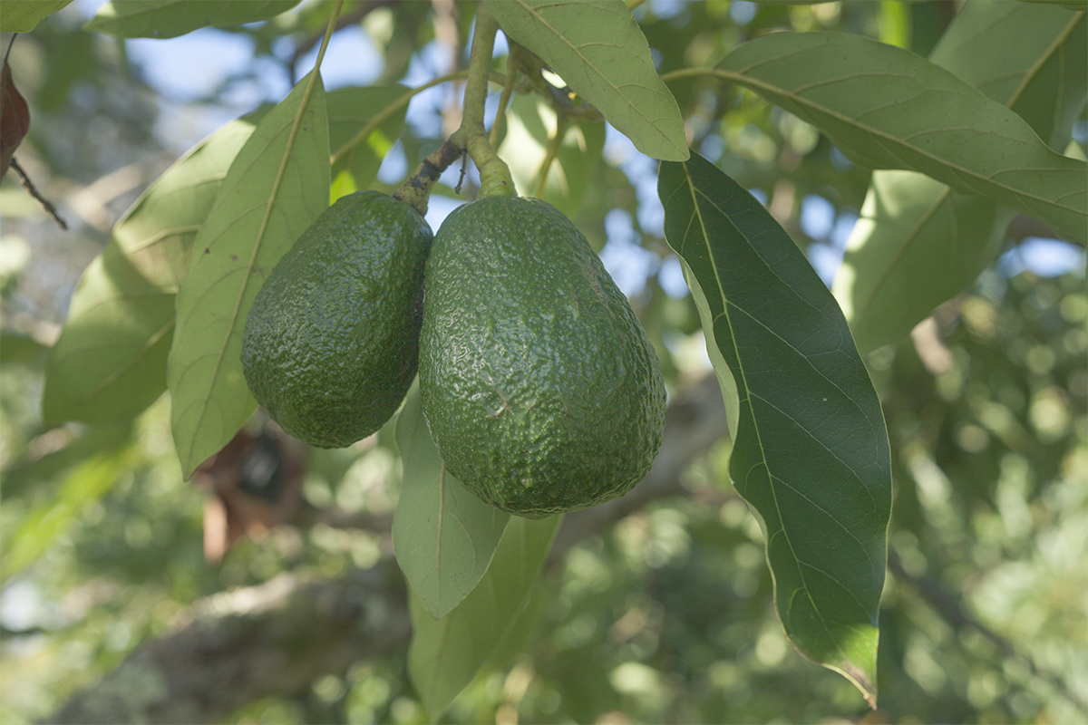 IMG_6605 as Smart Object-1.jpg