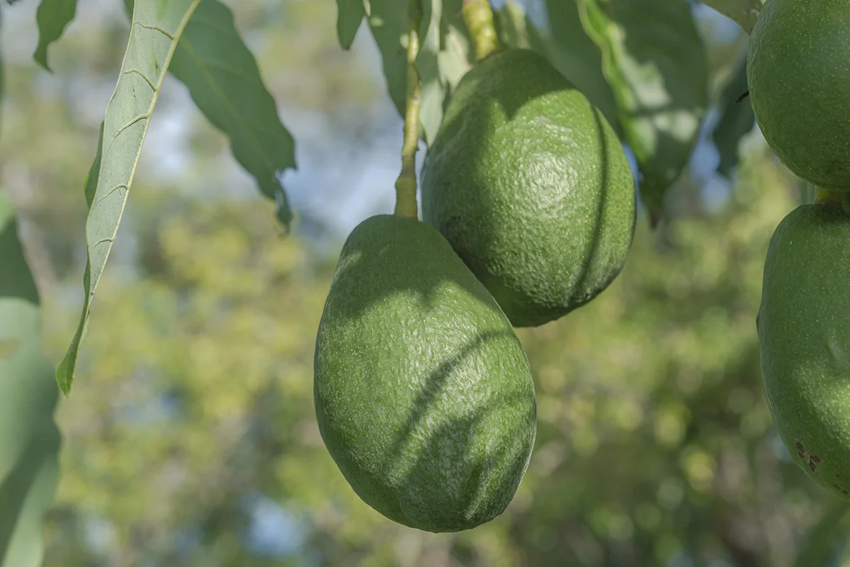 IMG_6643 as Smart Object-1.jpg