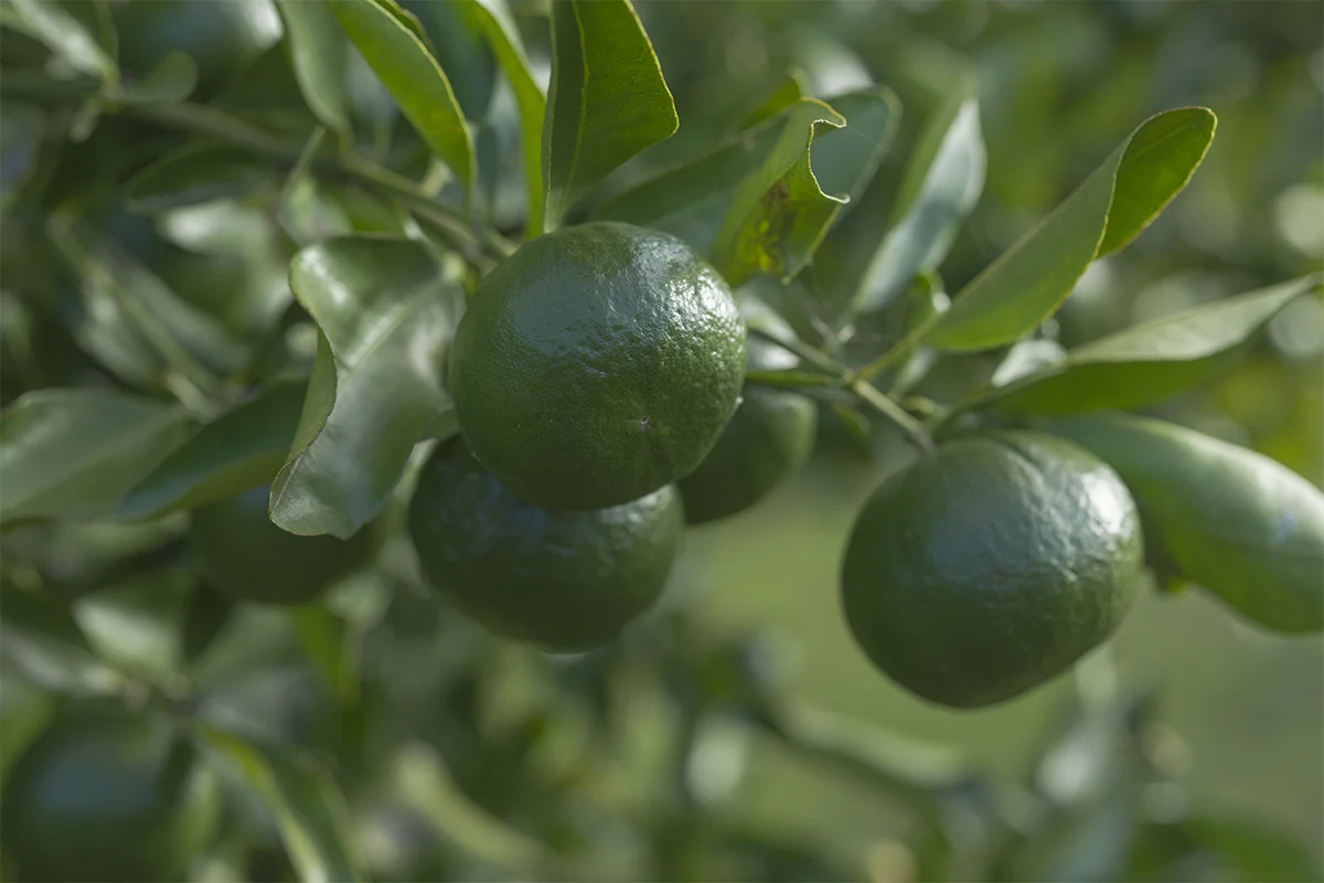 IMG_6632 as Smart Object-1.jpg