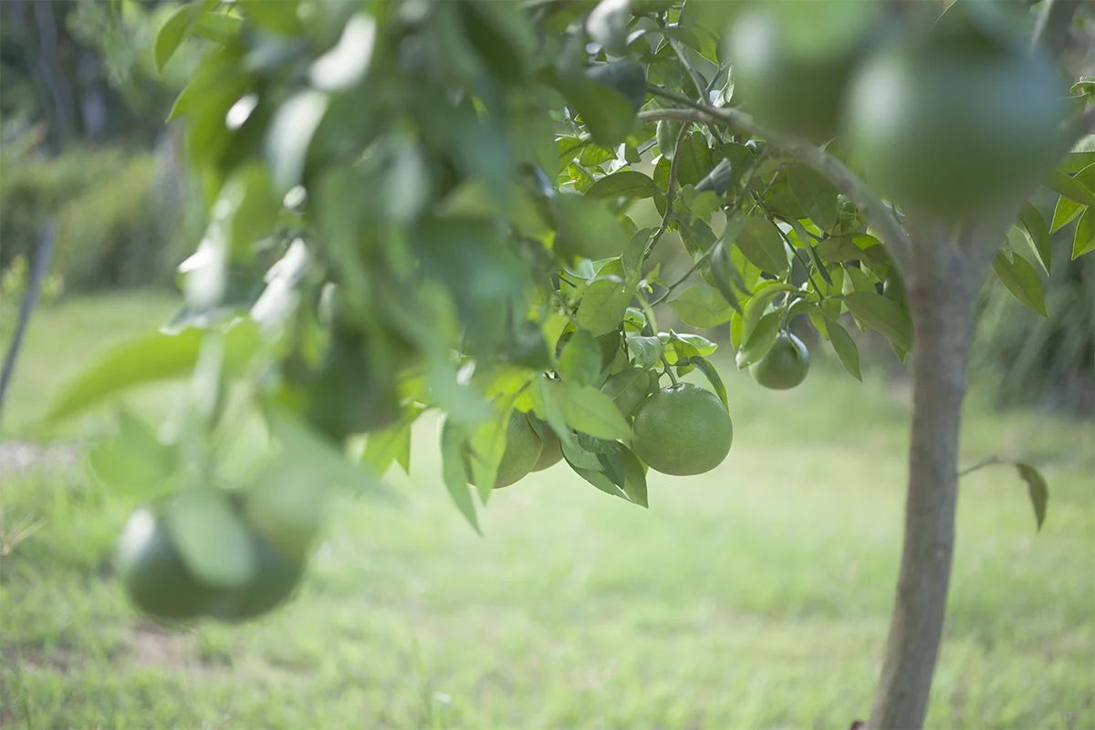 IMG_6656 as Smart Object-1.jpg