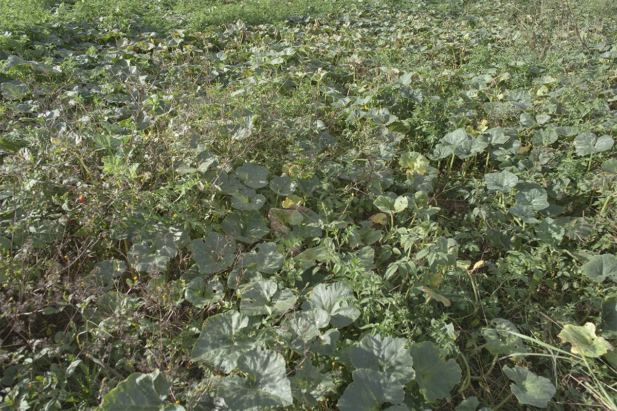 IMG_6744 as Smart Object-1.jpg