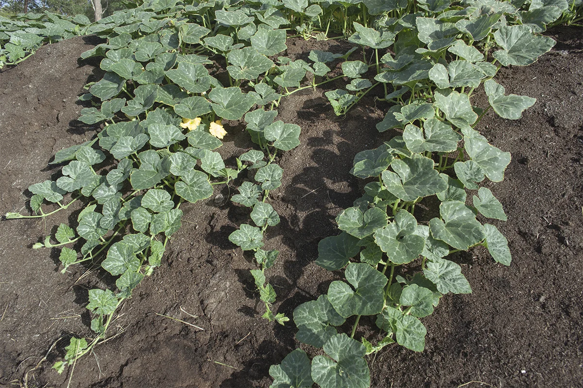 IMG_6740 as Smart Object-1.jpg