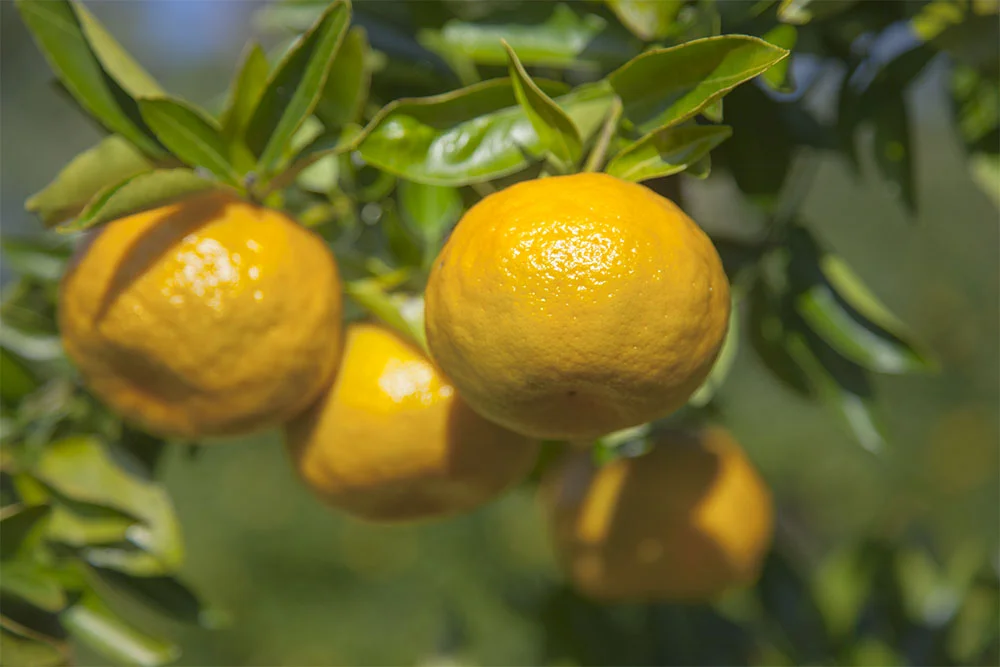 IMG_6986 as Smart Object-1.jpg